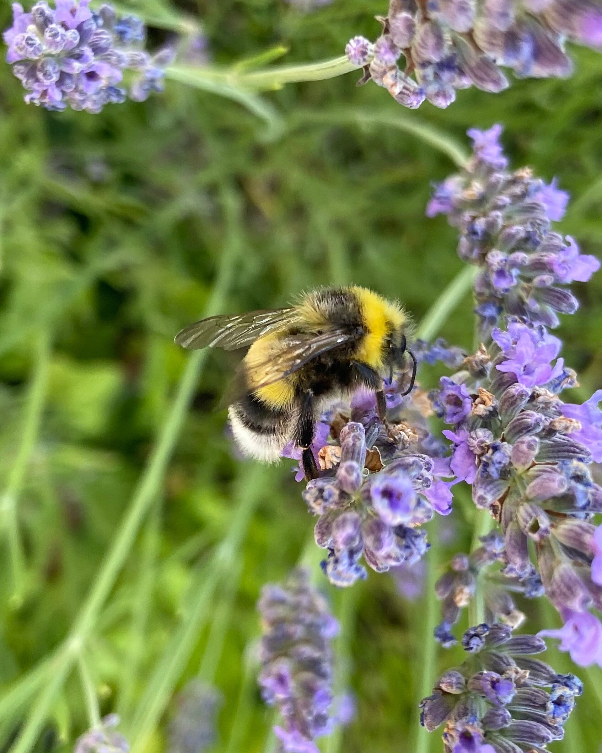 Drohne der Hellen Erdhummel (Foto: Martina Gehret) Drohne der Hellen Erdhummel