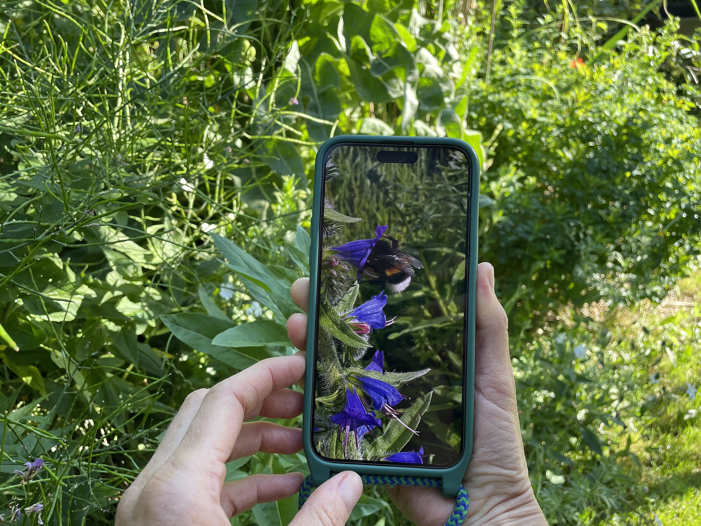 Hummel-Challenge (Foto: Martina Gehret) Hummel-Challenge