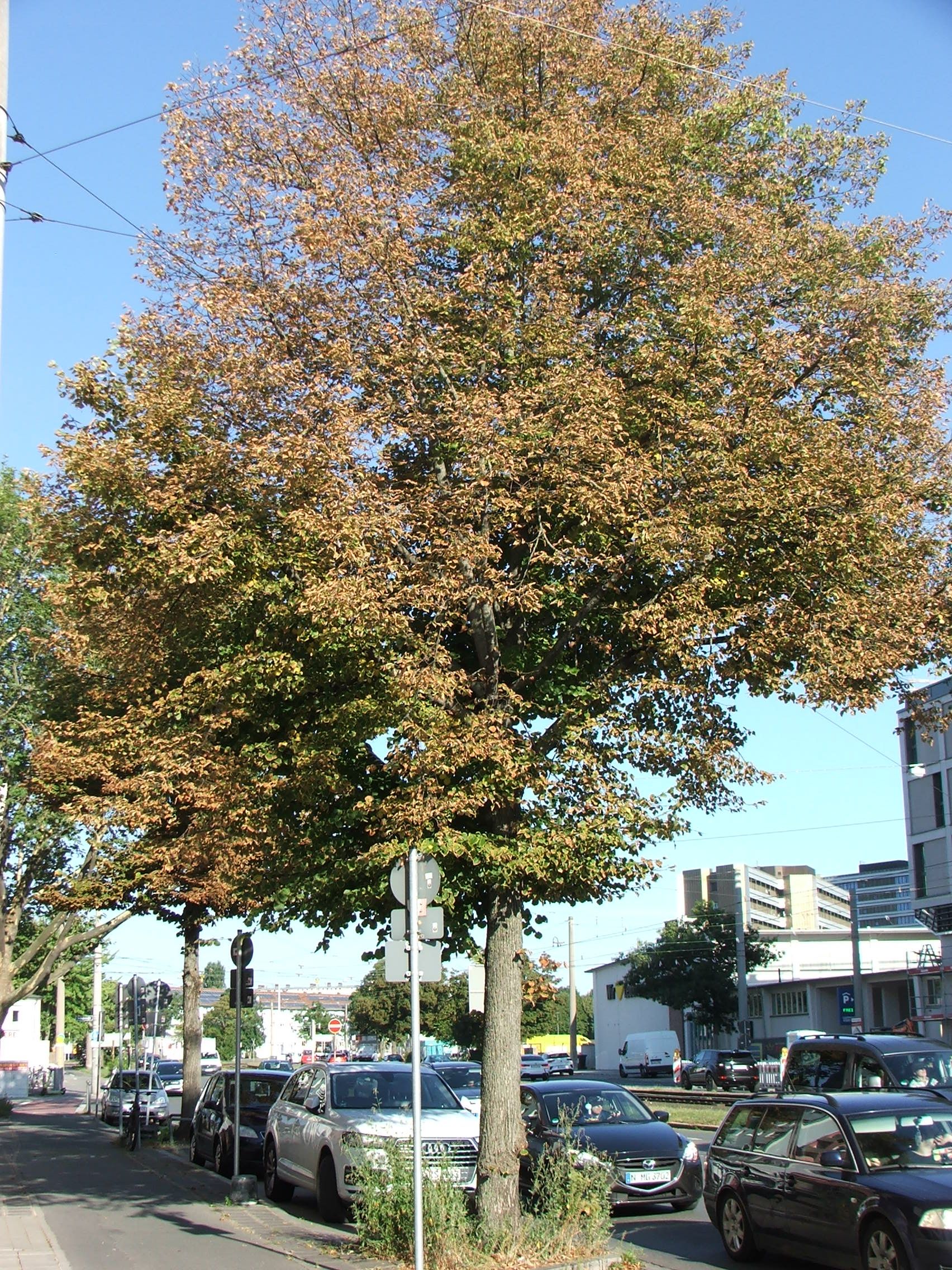 Linde vor dem türkischen Konsulat