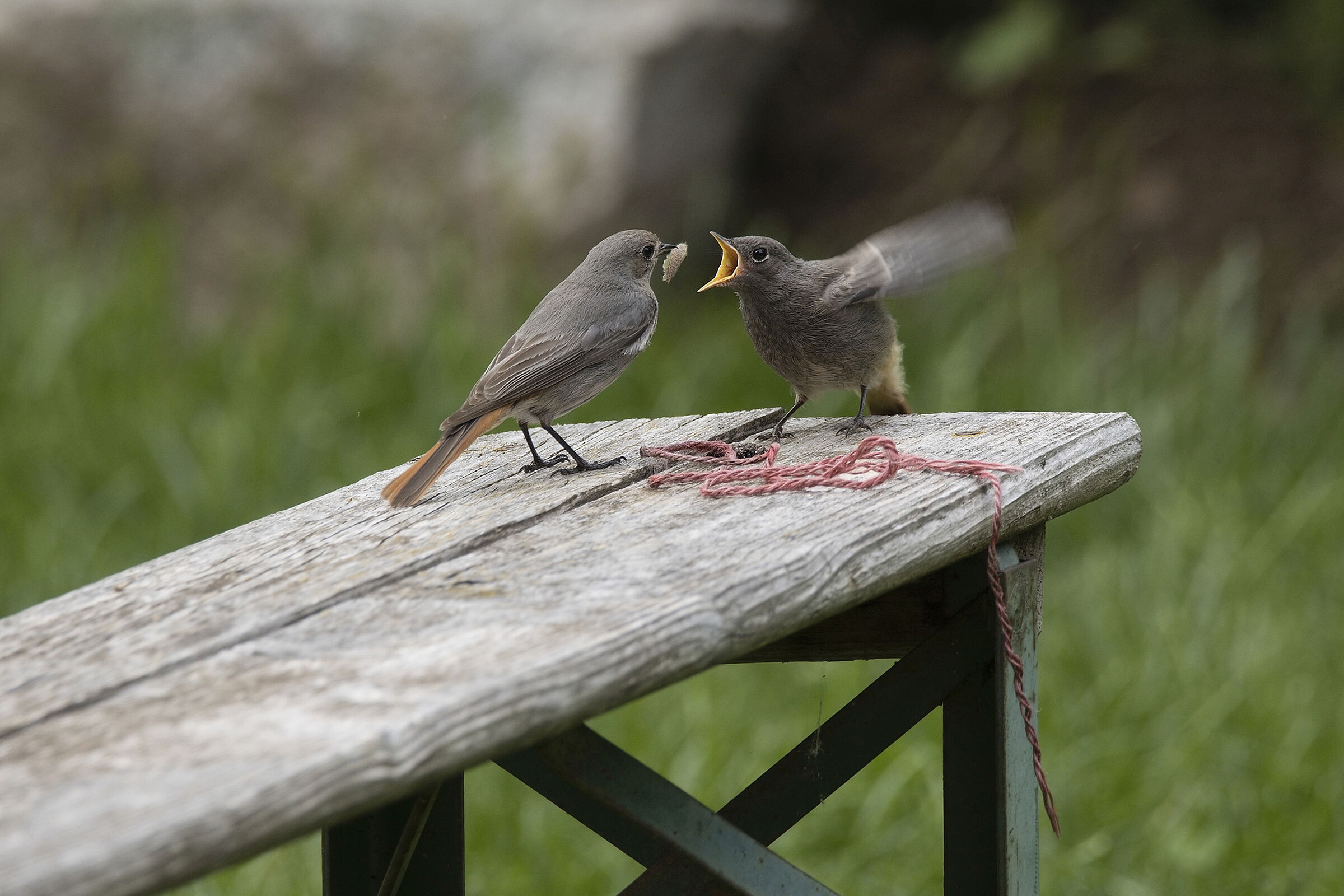 Flügge Jungvögel werden am Boden weiterversorgt (Foto: Michael Bangerter) Flügge Jungvögel werden am Boden weiterversorgt