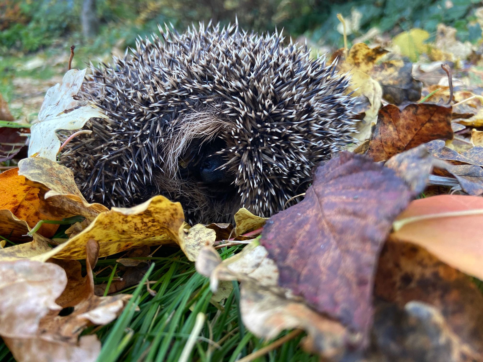 Igel im Laub (Foto: Martina Gehret) Igel im Laub