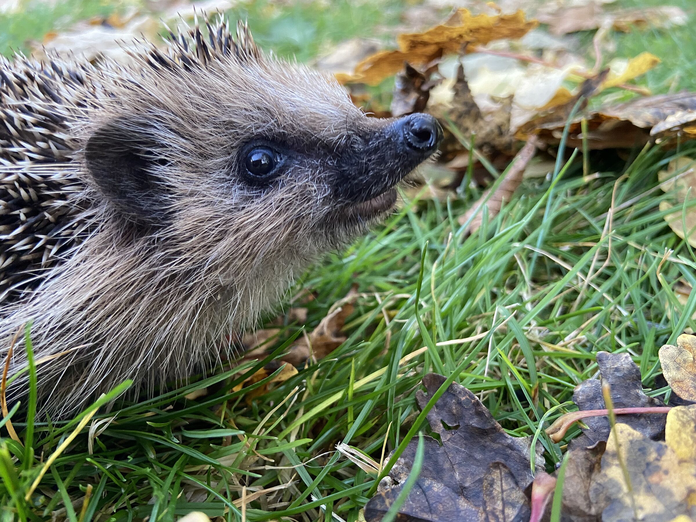 Igel im Garten