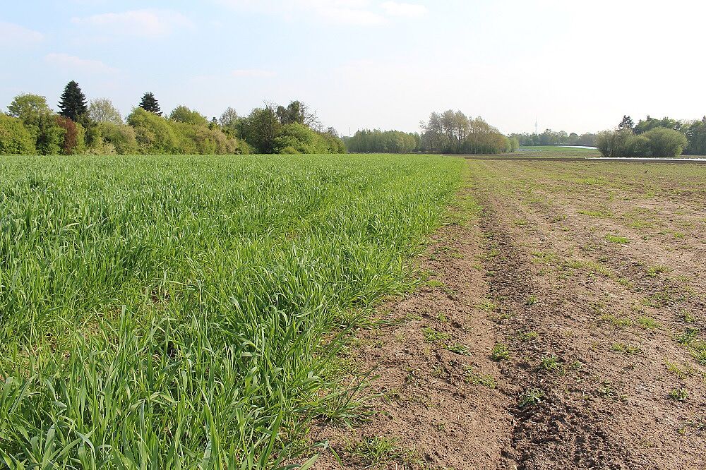 Unverbautes Knoblauchsland