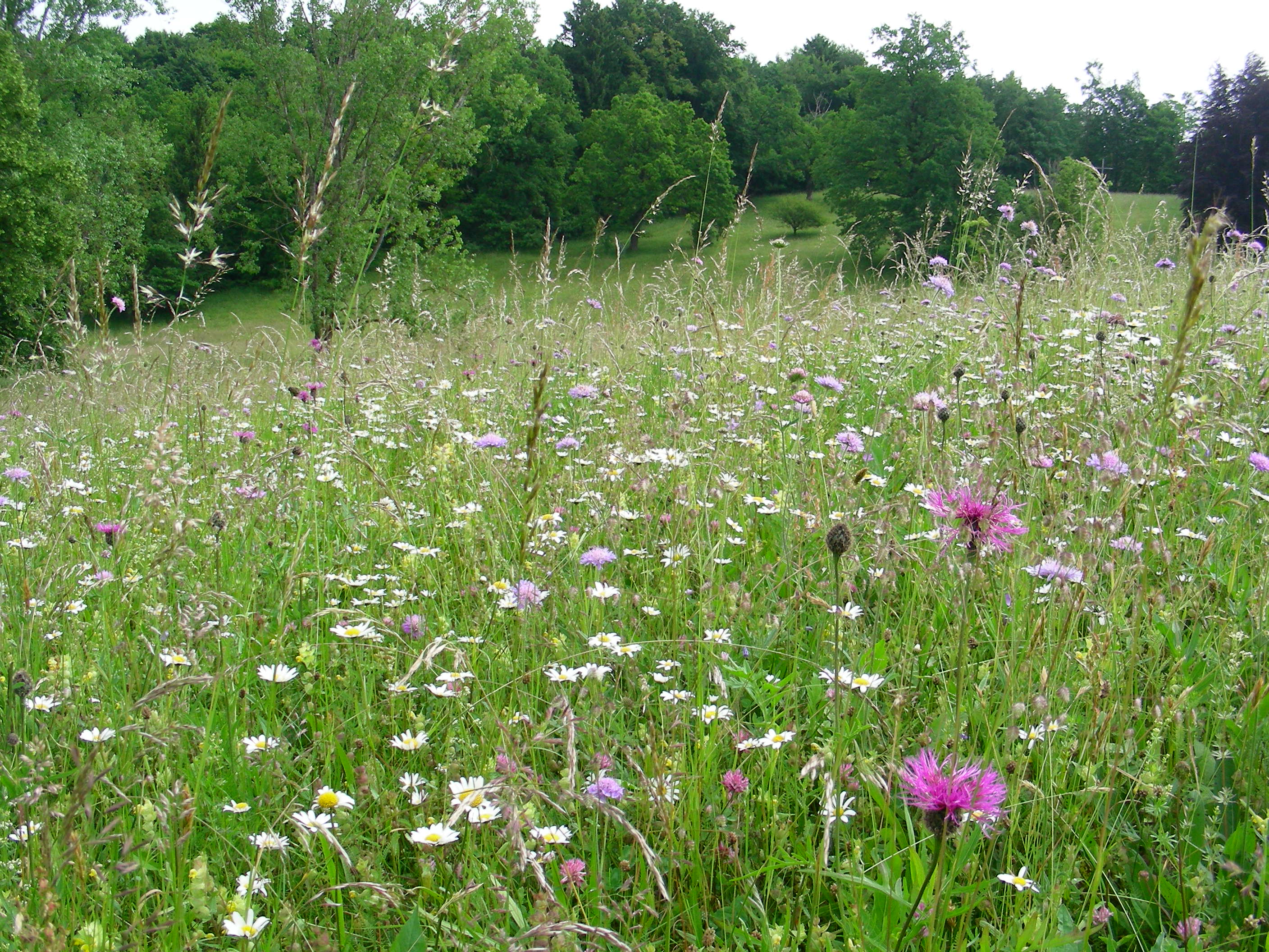 Margeriten, Flocken- und Witwenblume