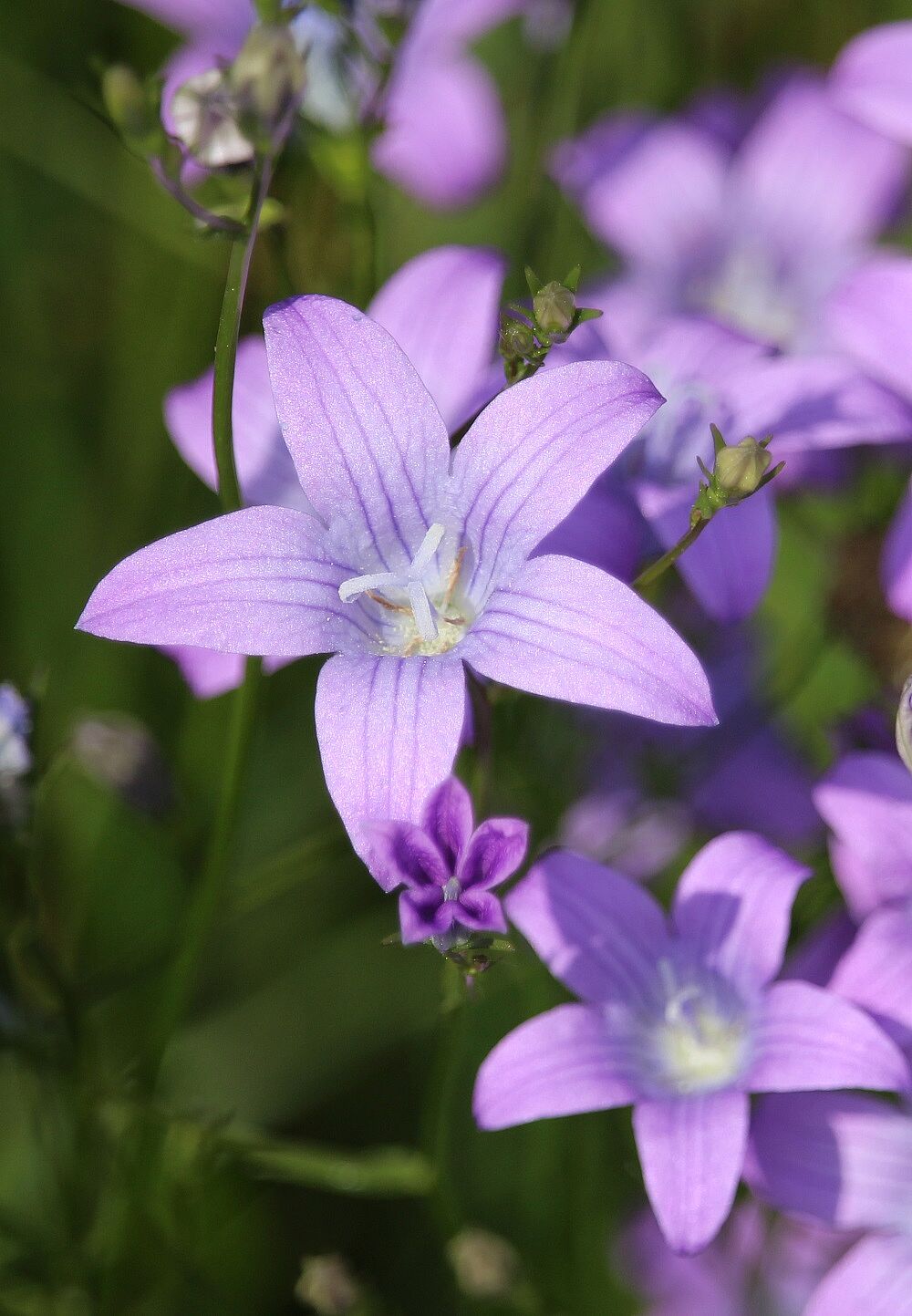 Wiesen-Glockenblume (Campanula patula) - Blüte