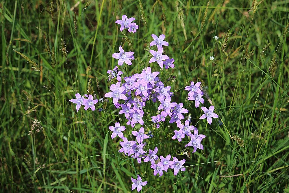 Wiesen-Glockenblume (Campanula patula)