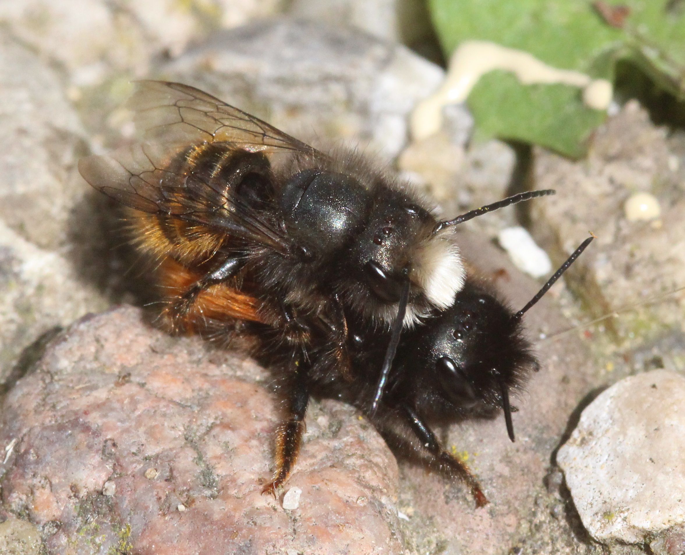 Gehörnte Mauerbiene (Osmia cornuta) 