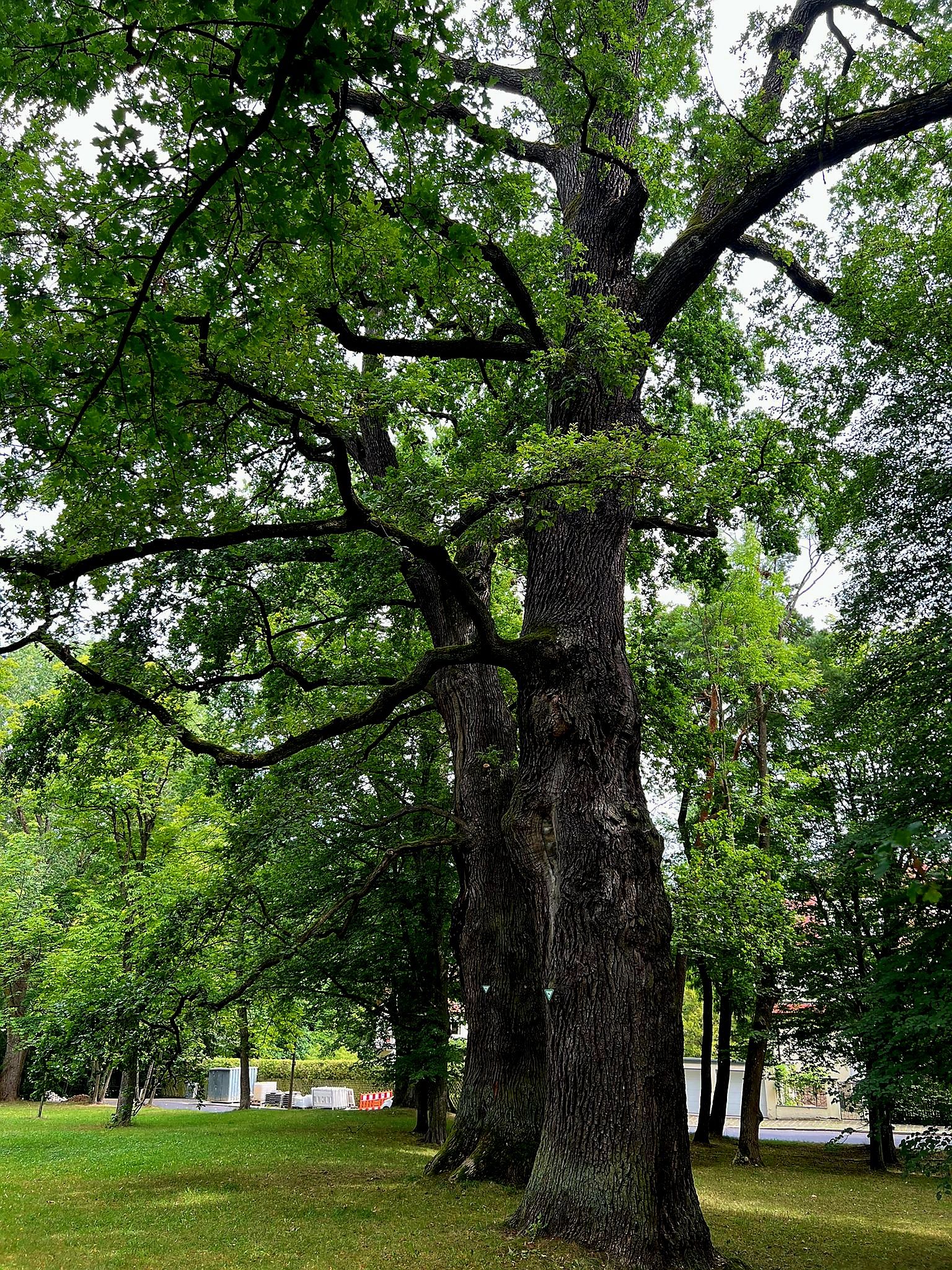 Bäreneichen im Platnersberg