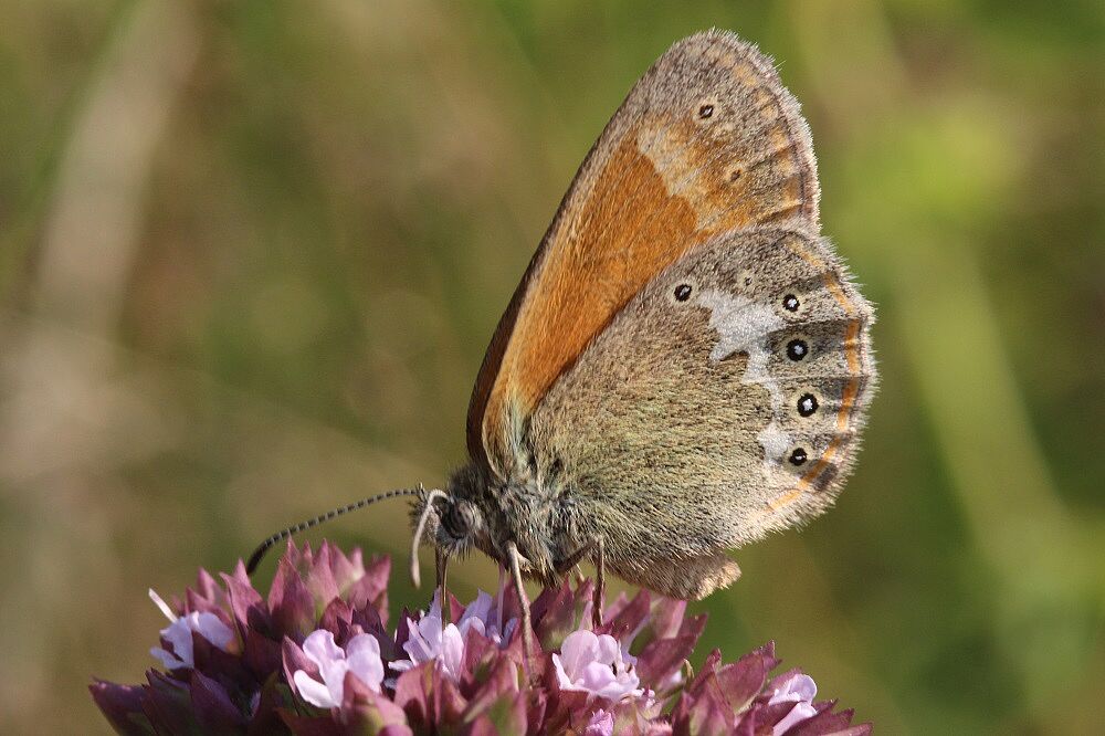 Rotbraunes Wiesenvögelchen Rotbraunes Wiesenvögelchen