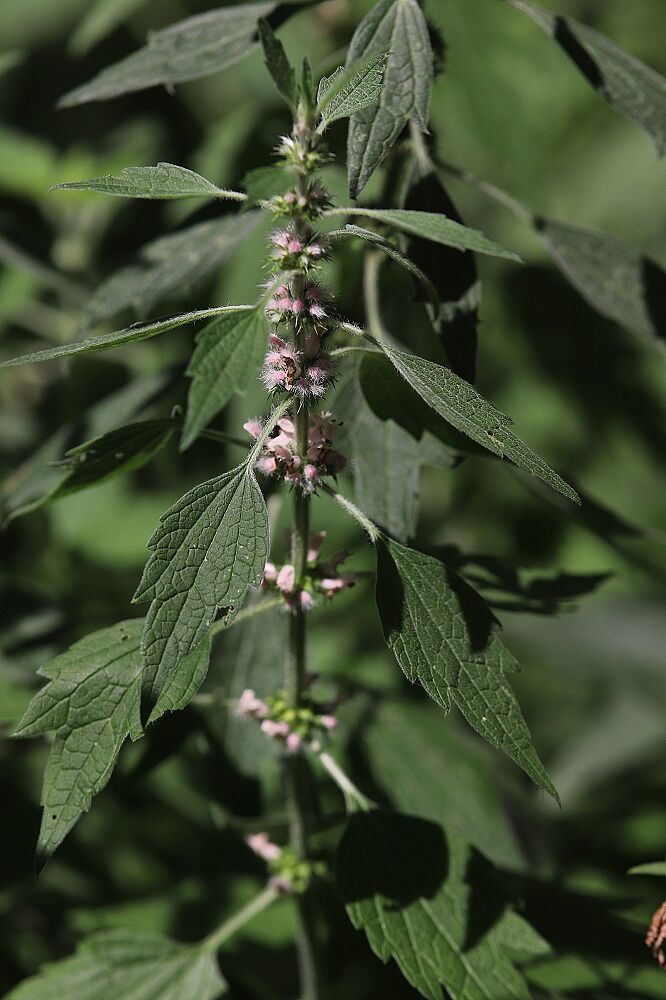 Herzgespann auf dem Beet