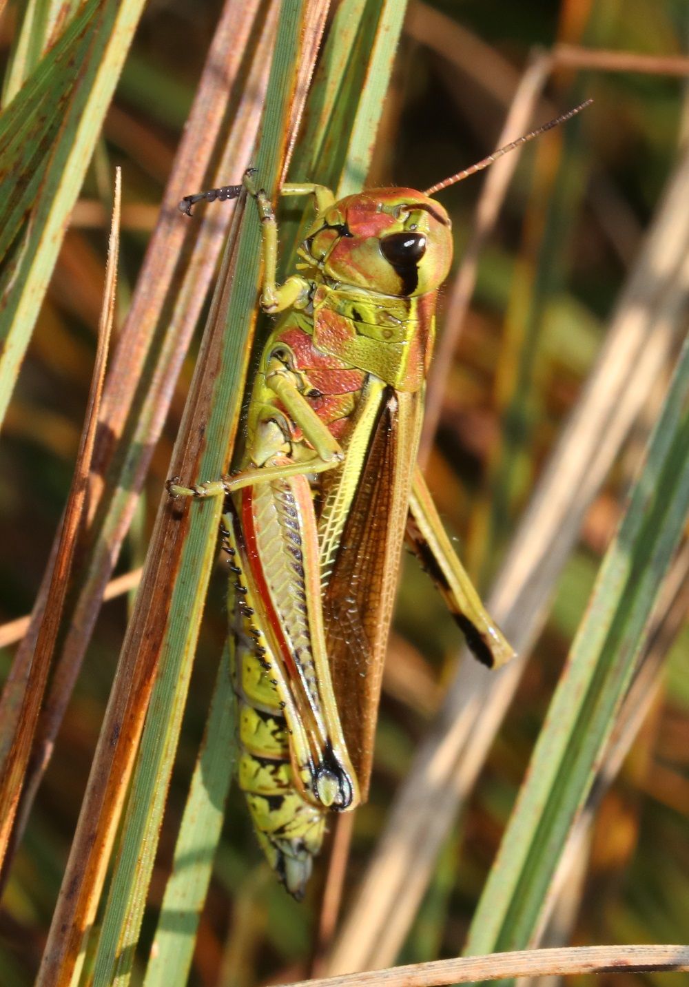 Sumpfschrecke