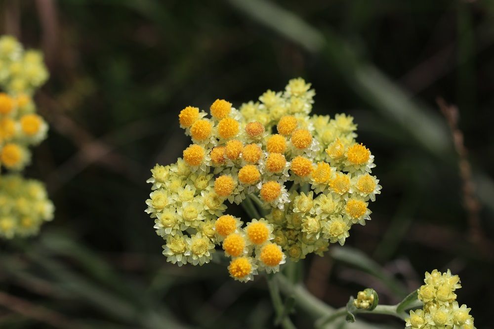 Helichrysum arenarium - Sand-Strohblume (Blüten) (Foto: Wolfgang Dötsch) Helichrysum arenarium - Sand-Strohblume (Blüten)
