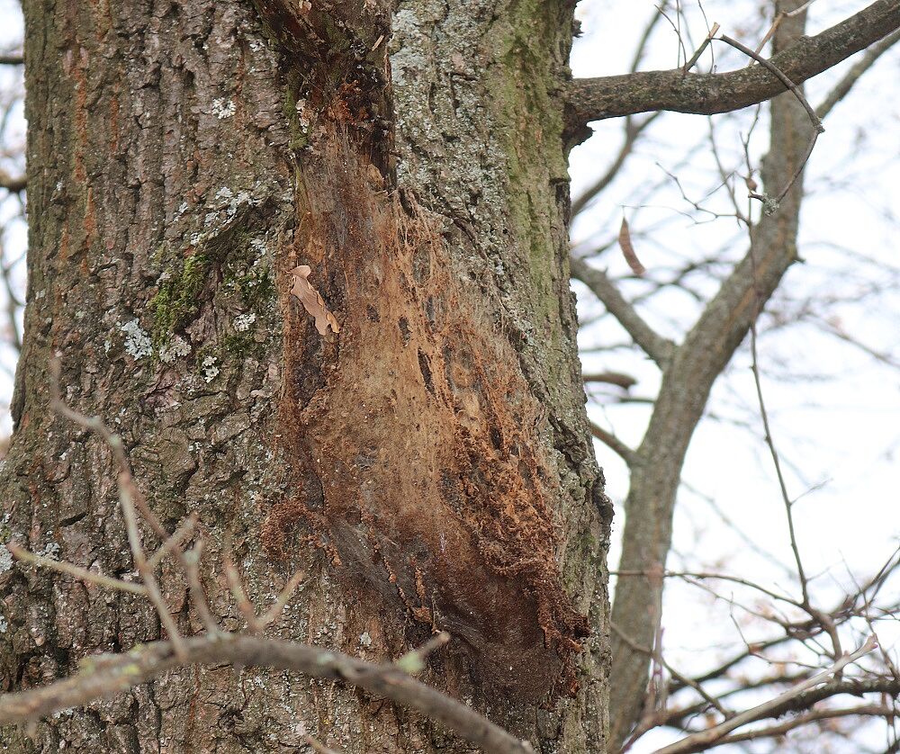 Nest des Eichenprozessionsspinners