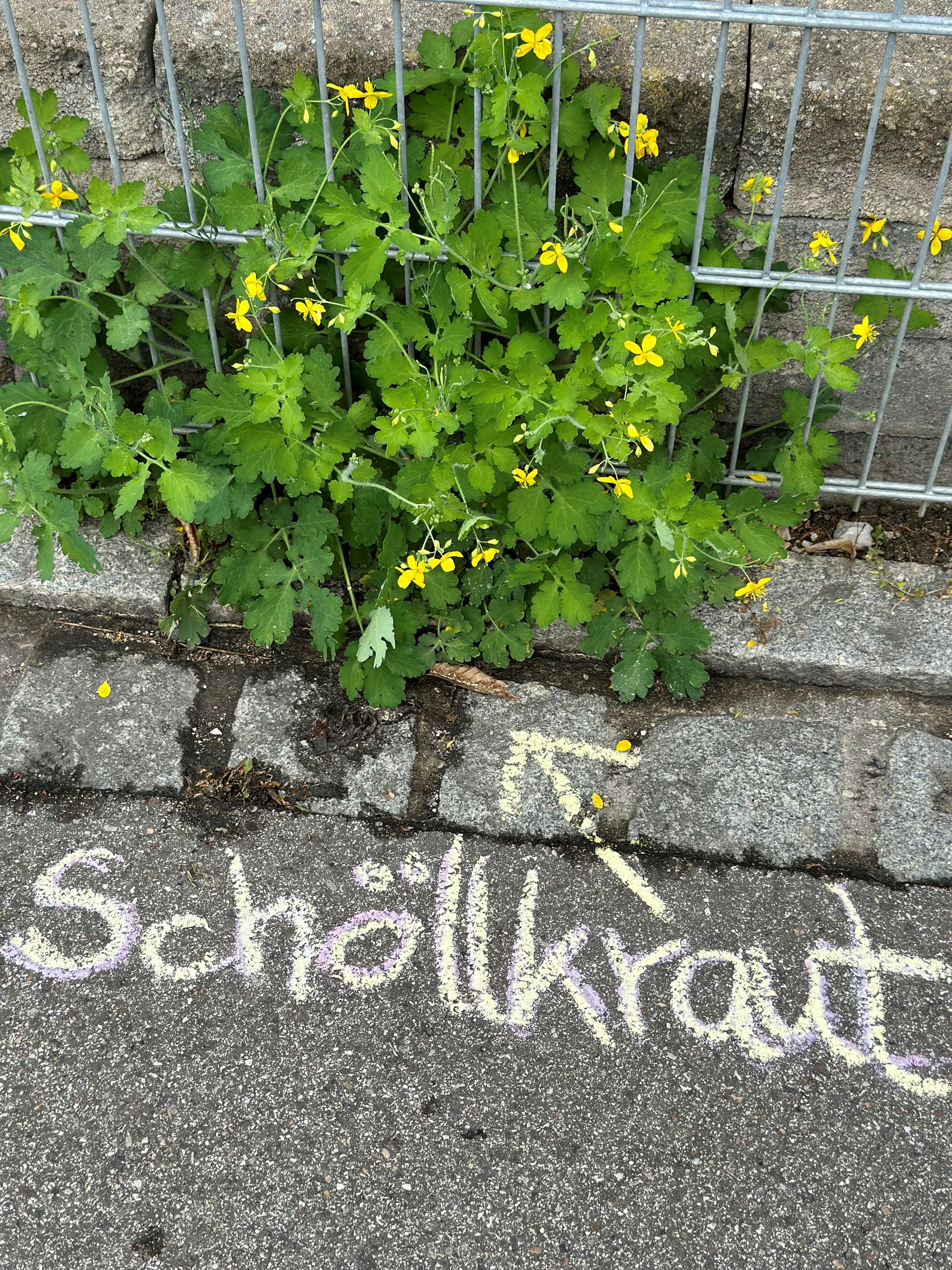 Schöllkraut in Pflasterritze