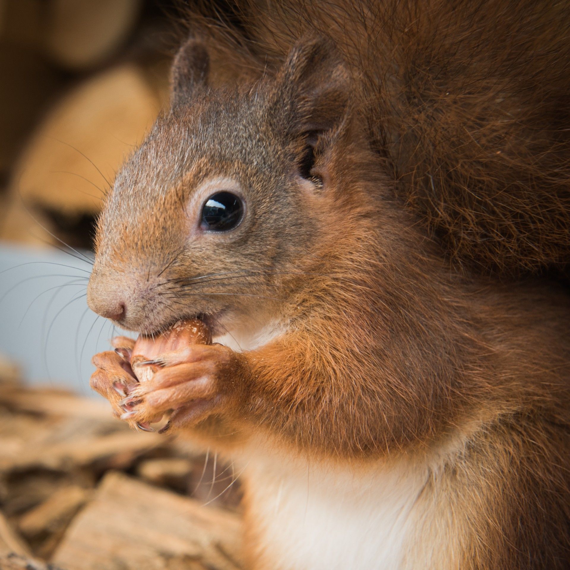 Eichhörnchen im Herbst