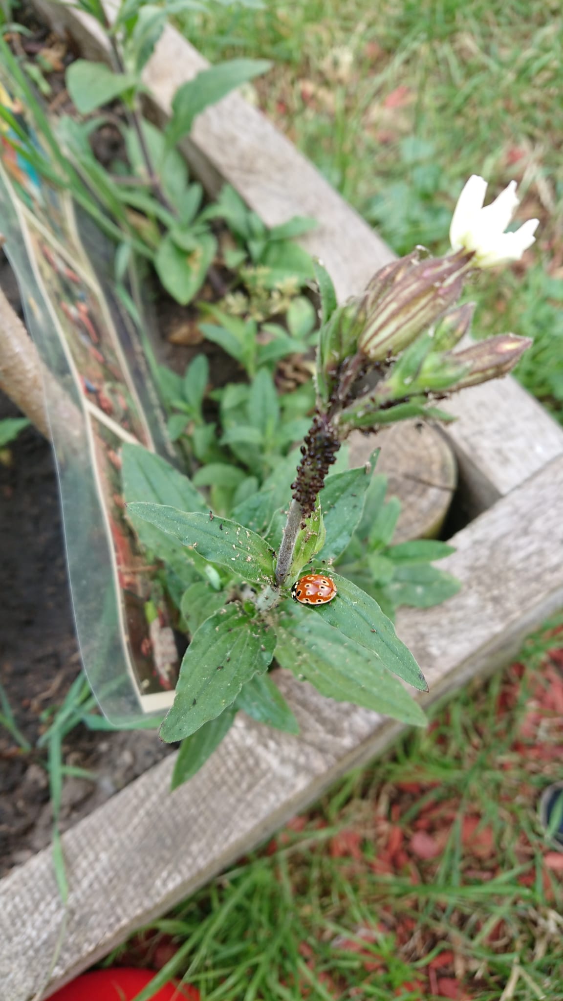 Blattläuse und Marienkäfer (Foto: Barbara Philipp) Blattläuse und Marienkäfer