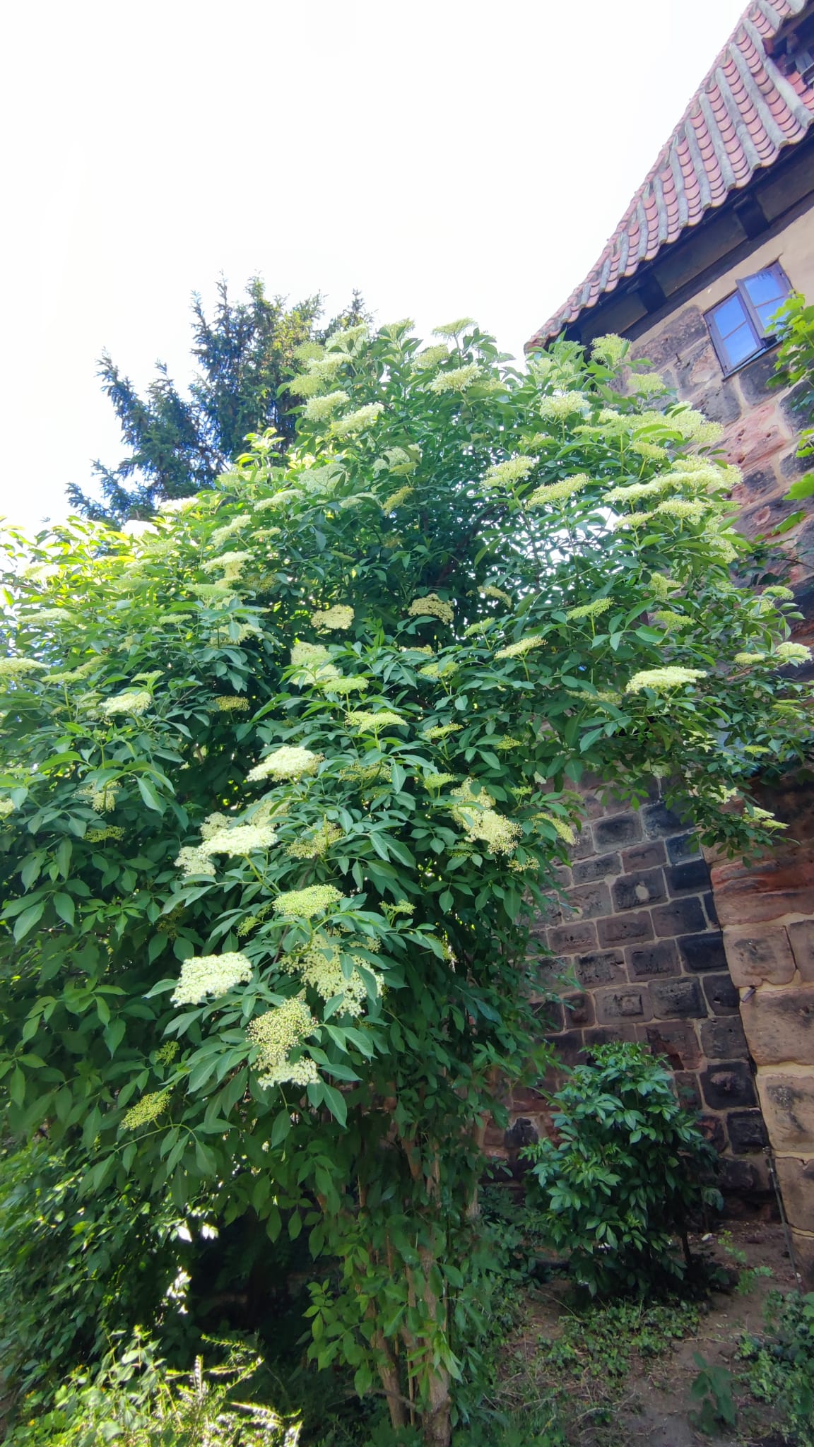 Holunderbusch in Blüte (Foto: Barbara Philipp) Holunderbusch in Blüte