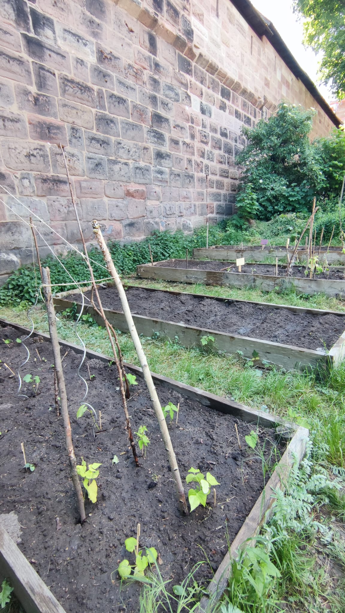 Beete an der Mauer (Foto: Barbara Philipp) Beete an der Mauer