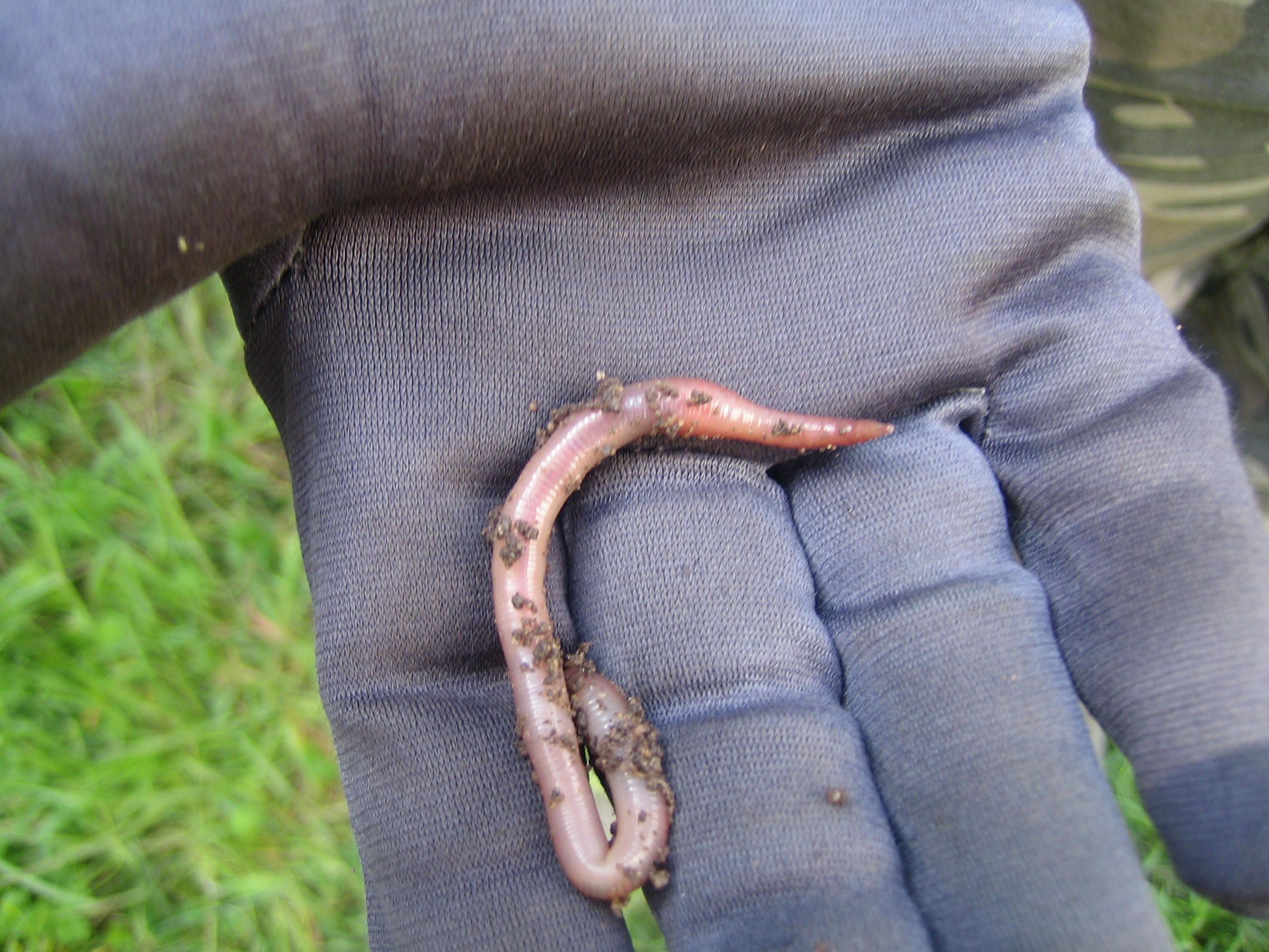 Regenwurm