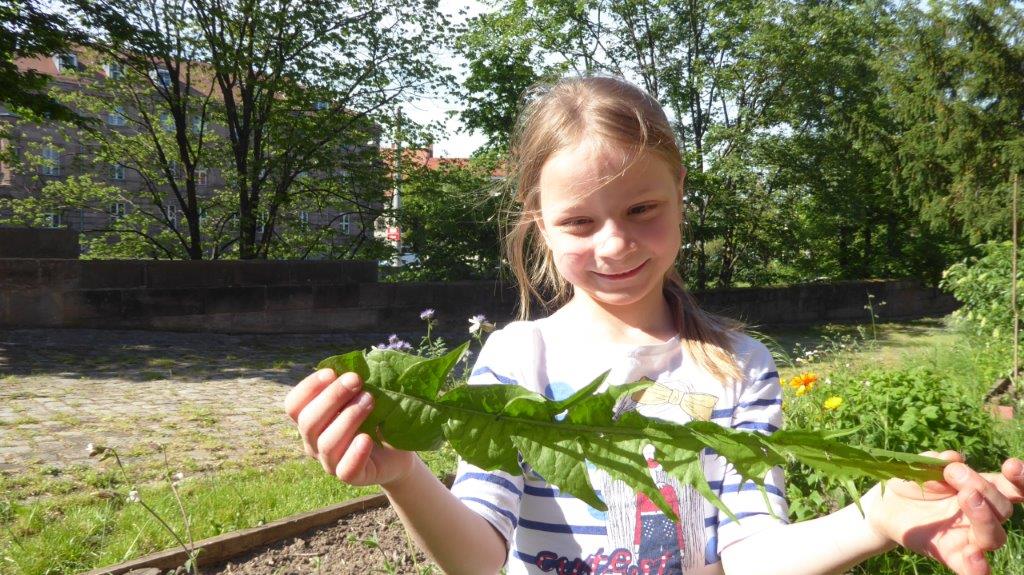 Löwenzahnernte Löwenzahnernte