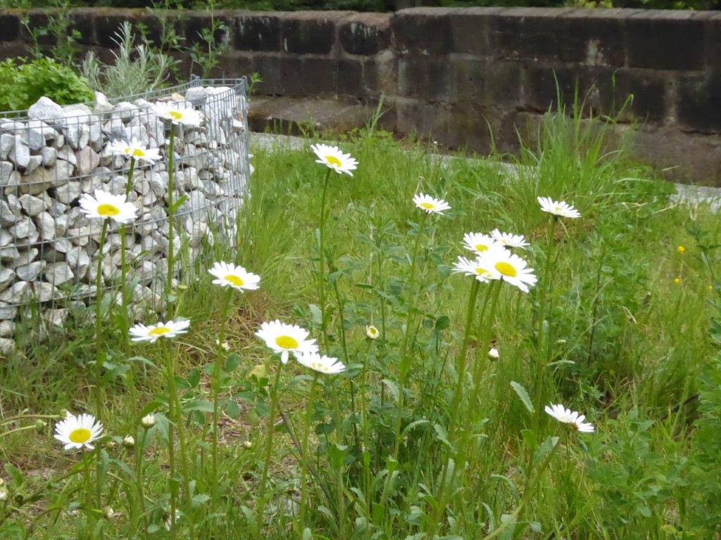 Margeritenwiese Margeritenwiese