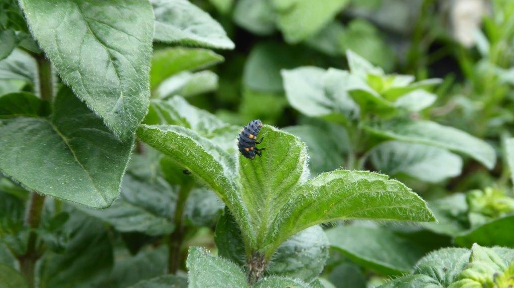 Marienkäferlarve Marienkäferlarve