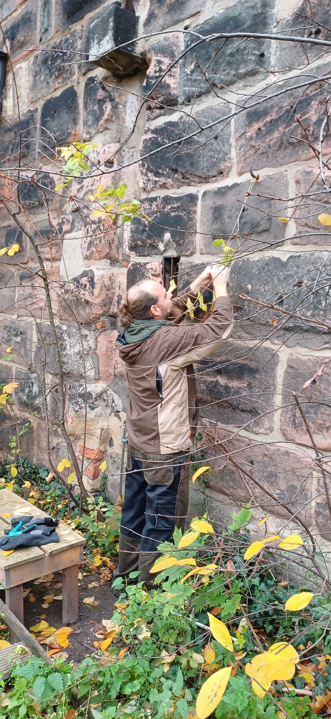 Schneiden der Reben (Foto: Sonja Moises) Schneiden der Reben