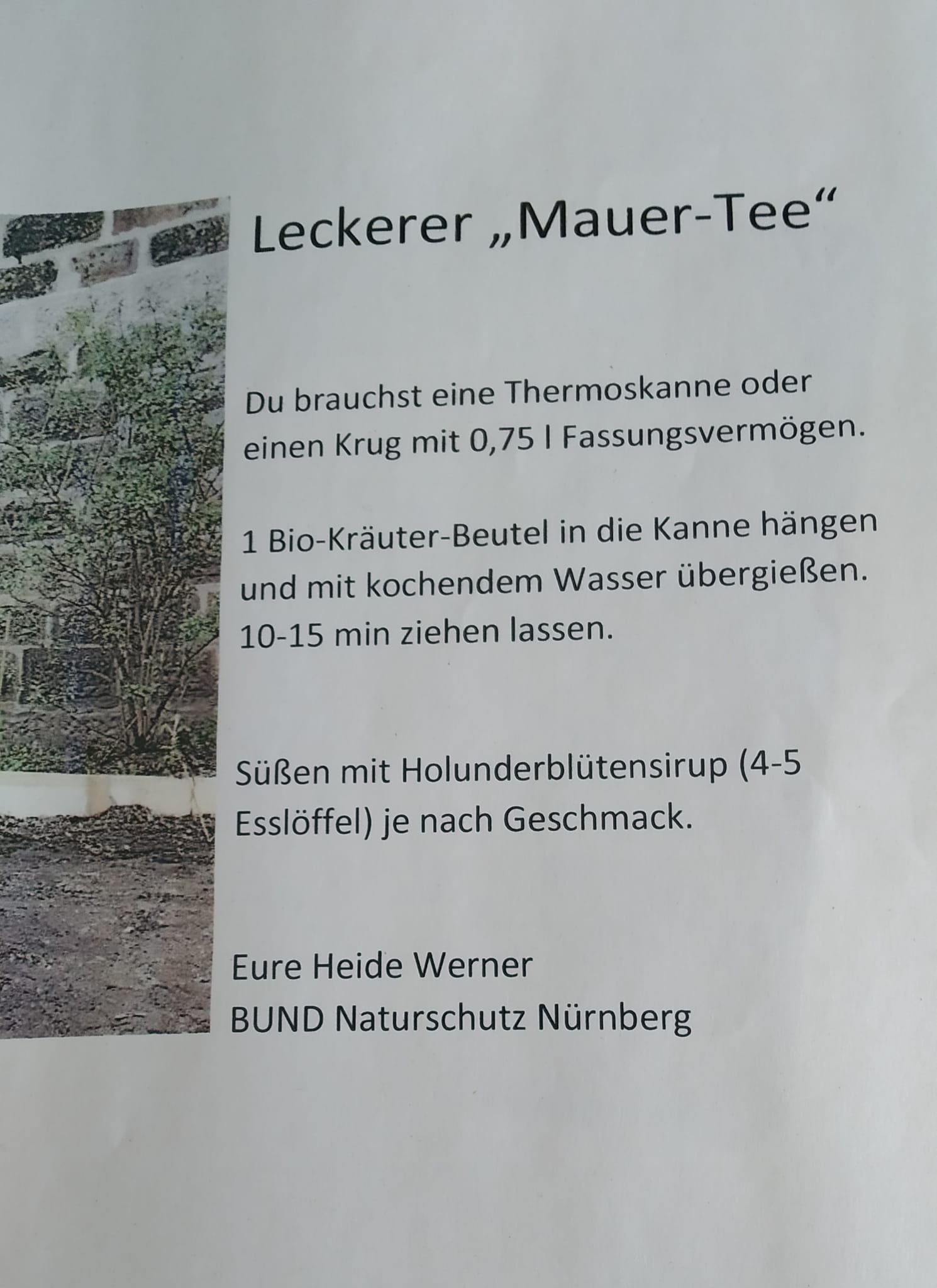 Rezept für Mauer-Tee