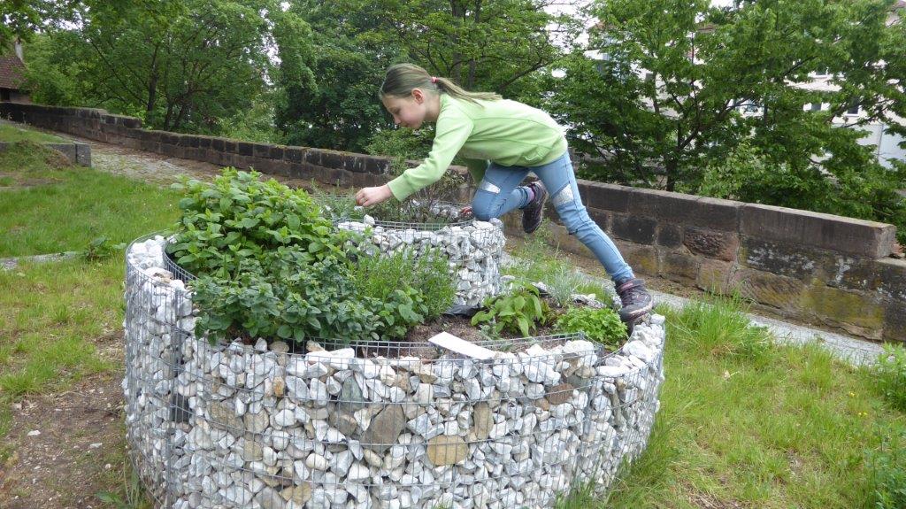 Kräuterschnecke Kräuterschnecke