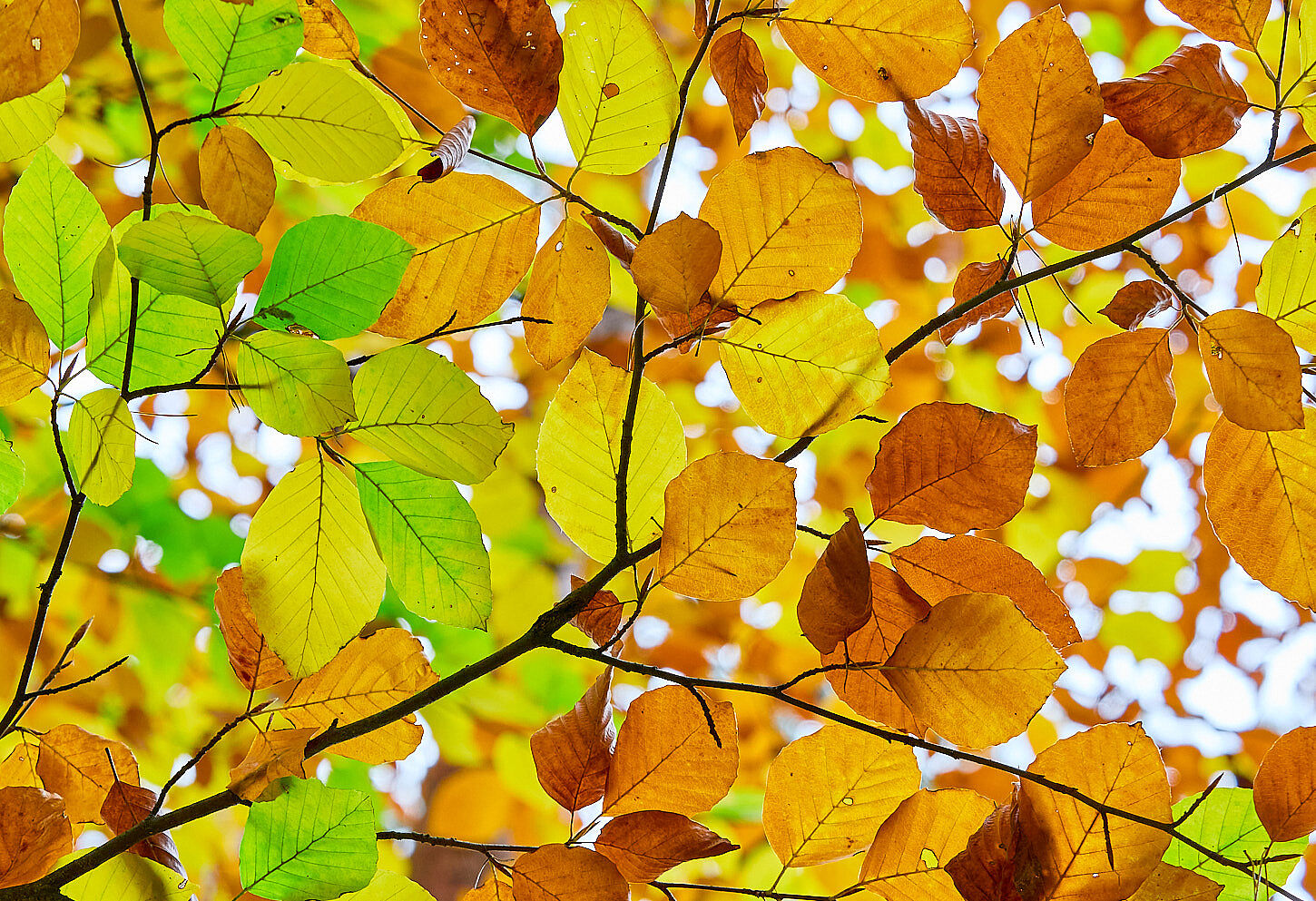 Herbstlaub (Foto: Timo Meyer) Herbstlaub