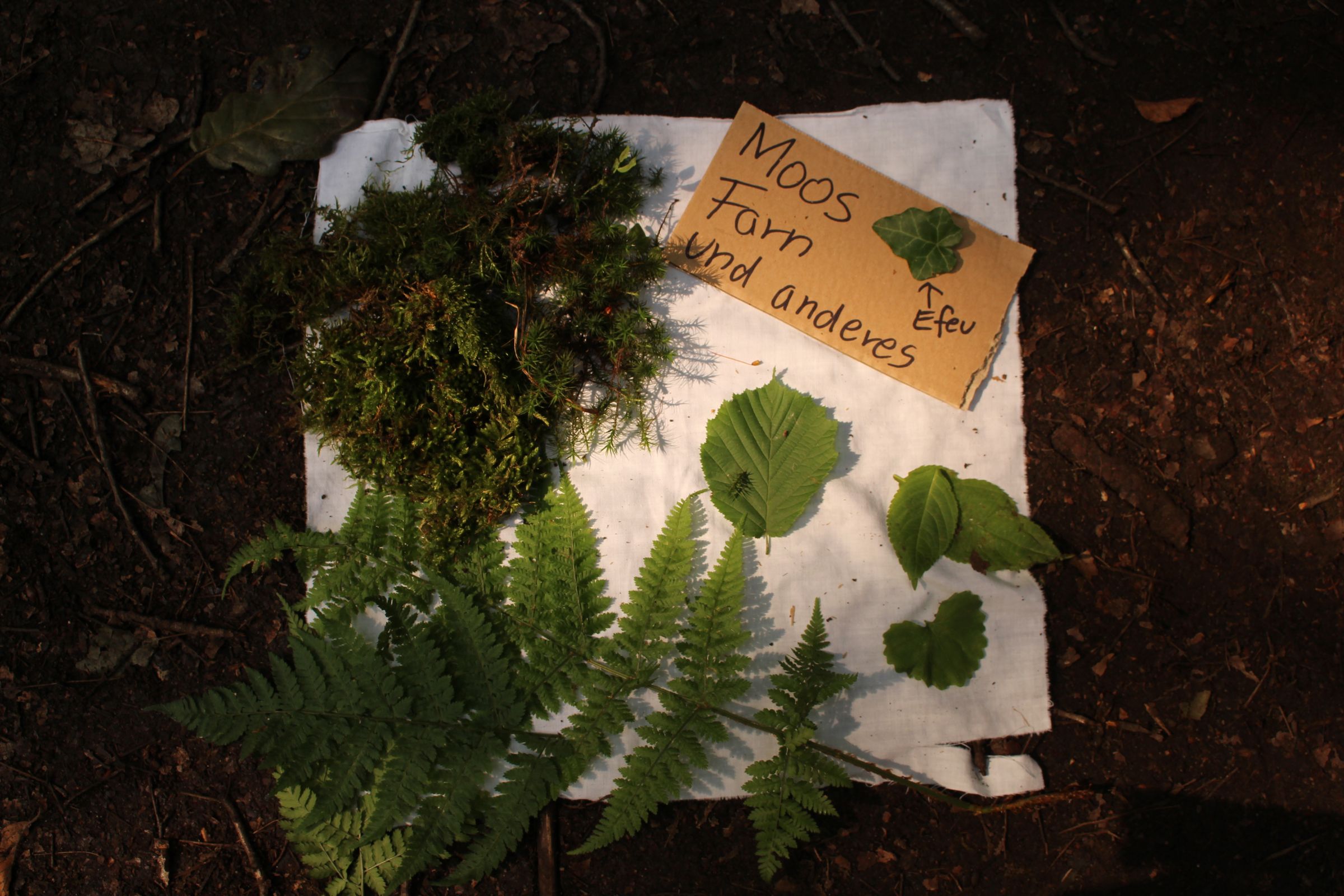 „Das Moos kann trocken und feucht sein. Die Fichte ist spitz, Rinde kann man brechen und Efeu kann man zum Waschen und zu Medizin benutzen. Die Buche hat an den Blättern einzelne dünne Härchen.“