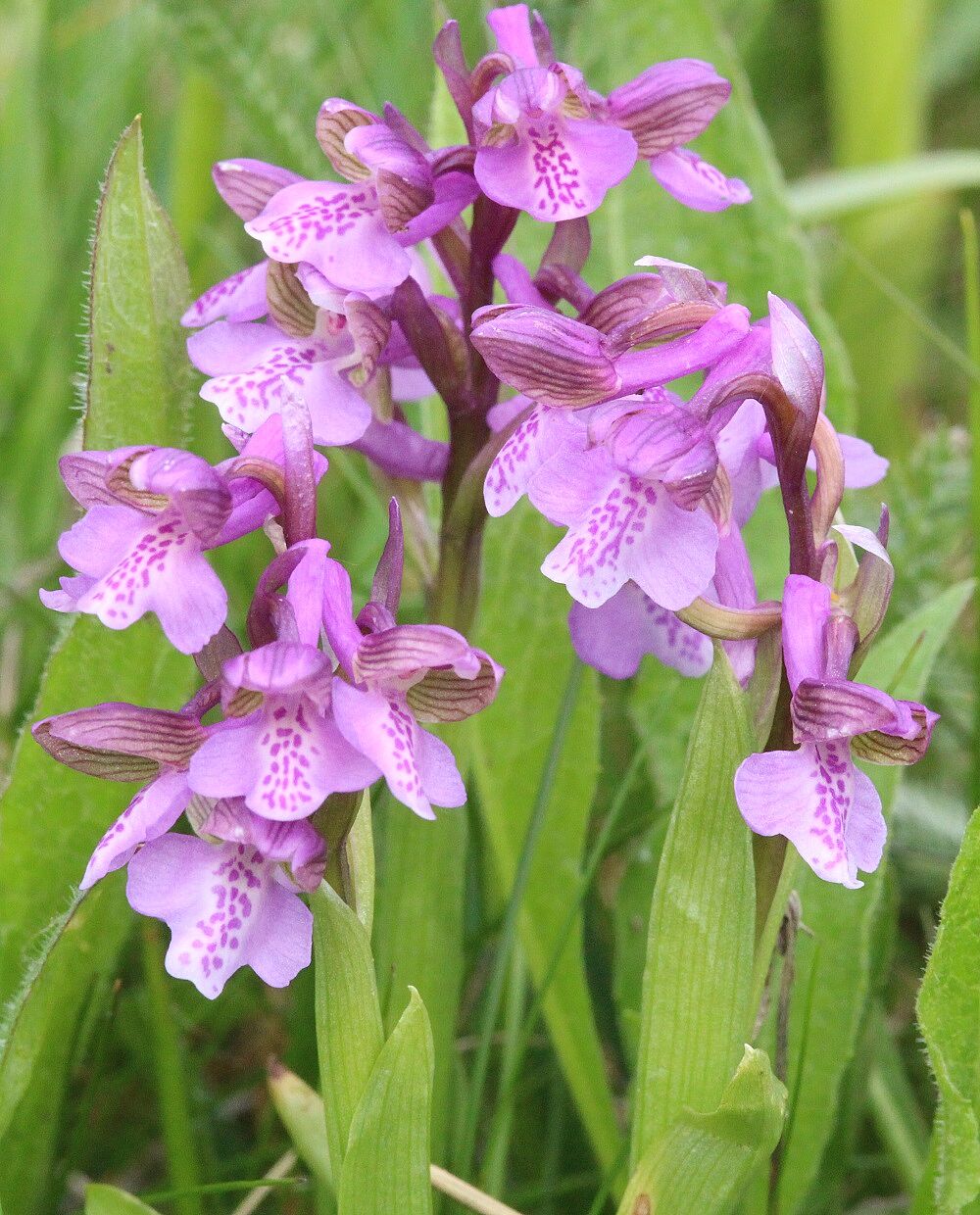 Kleines Knabenkraut (Anacamptis morio) 