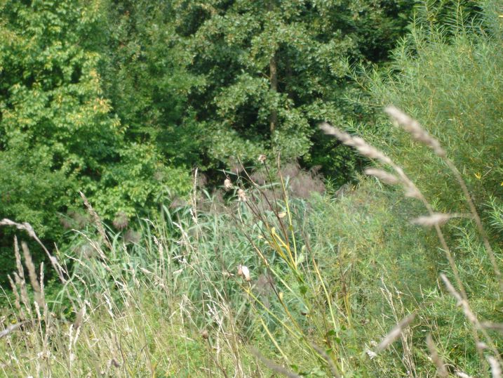 Biotop Drahtzieherstraße