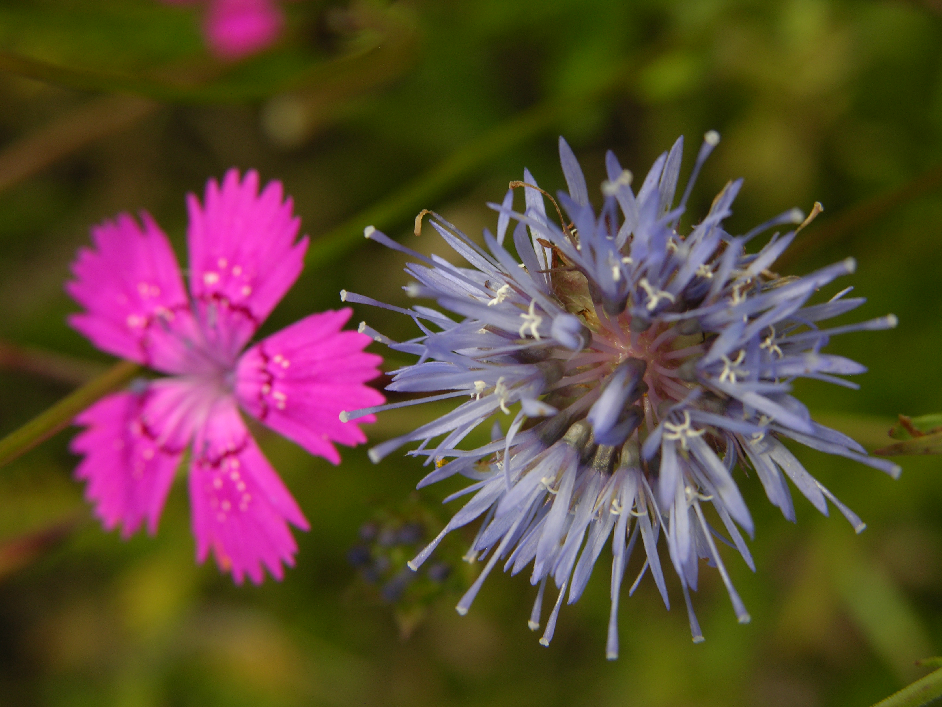 Heidenelke und Bergsandglöckchen