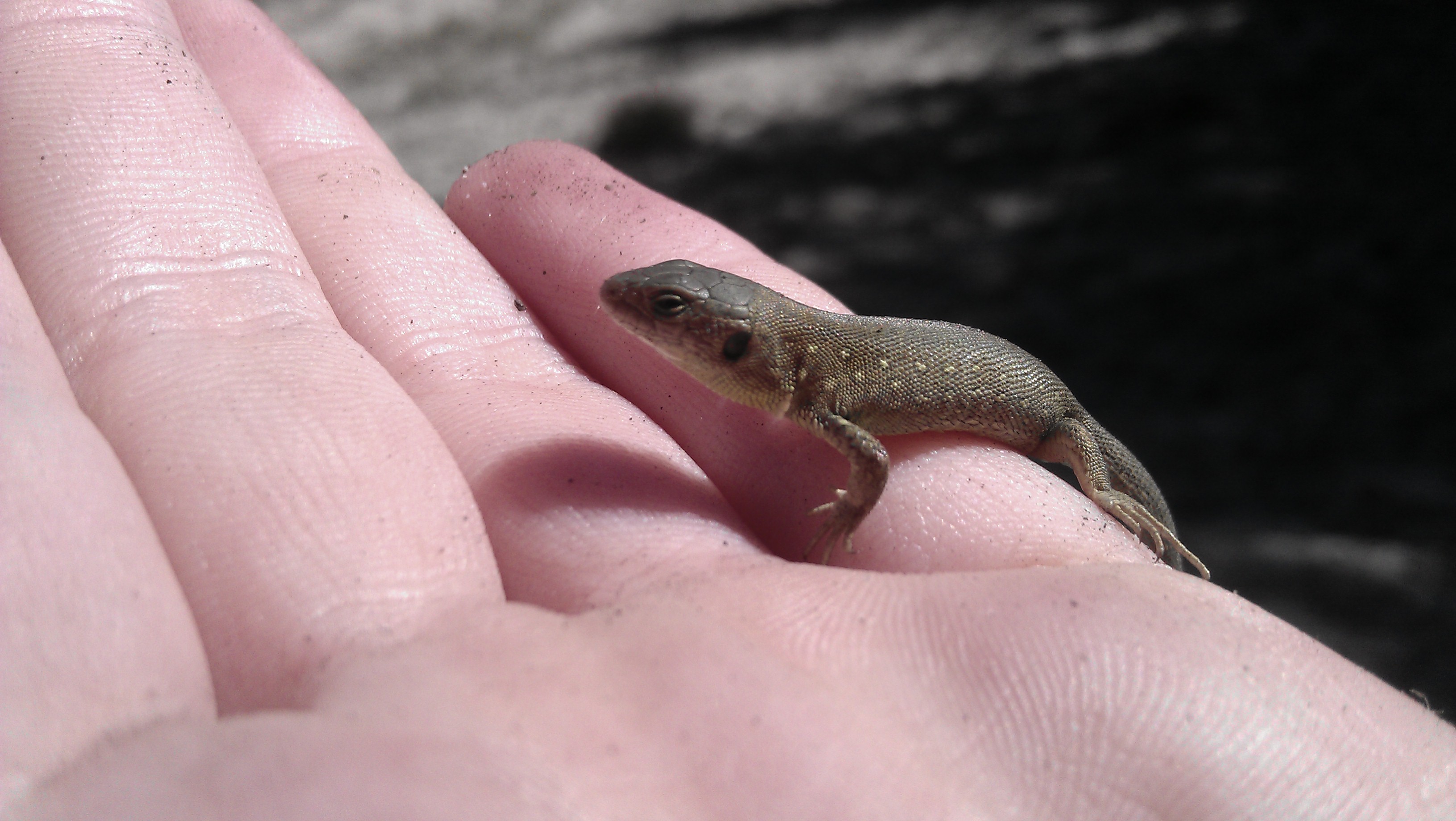 Zauneidechse (Lacerta agilis) – Jungtier