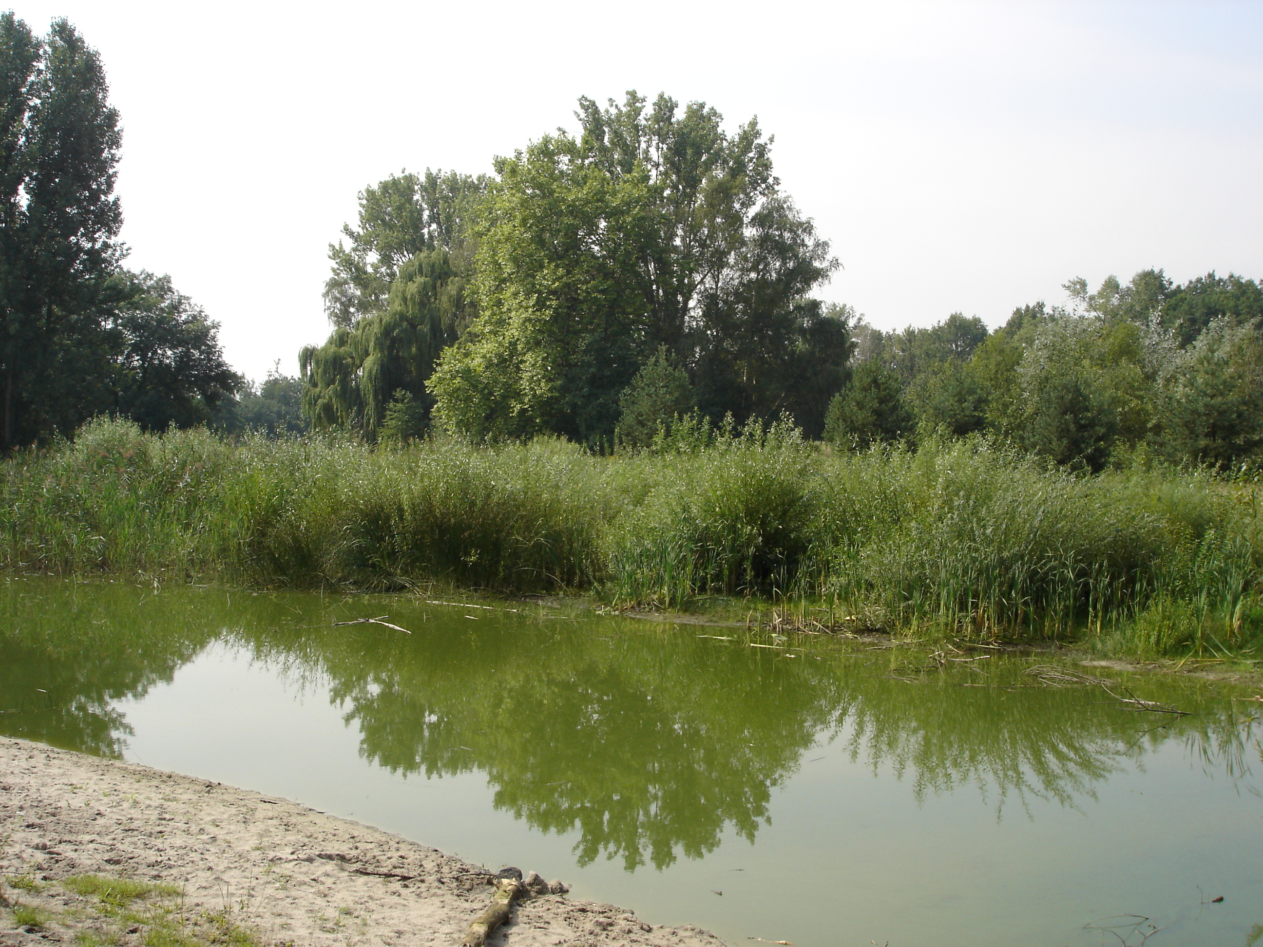 Weiher im Marienbergpark