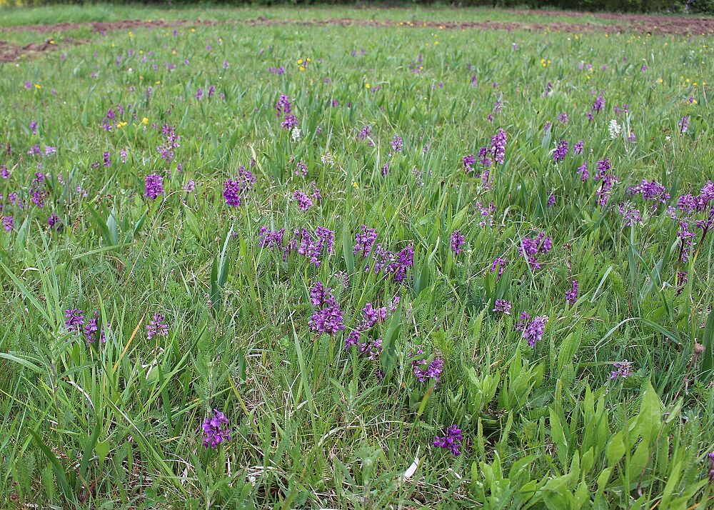 Orchideenwiese Birnthon
