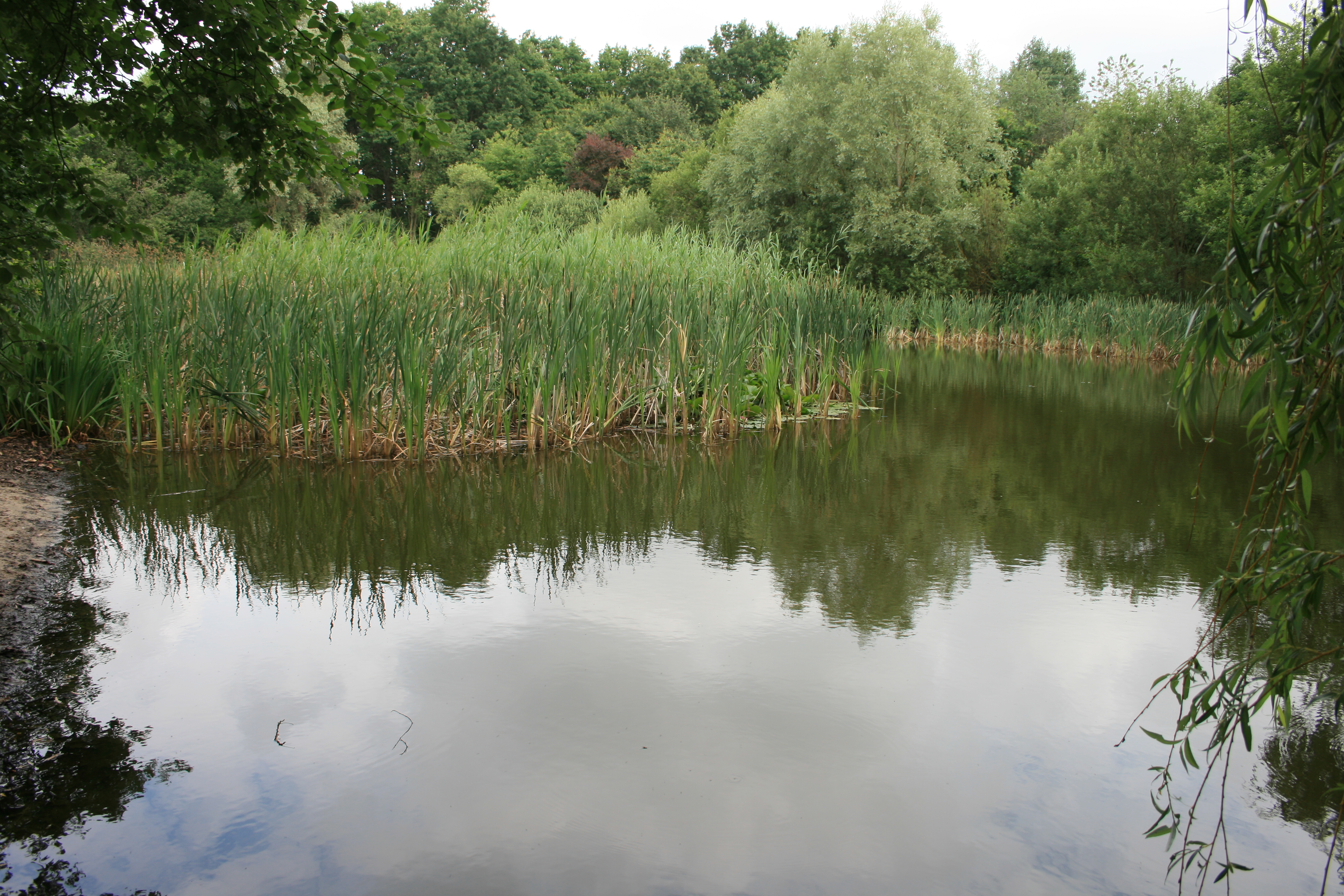 Der größere der beiden Weiher bei Reutles