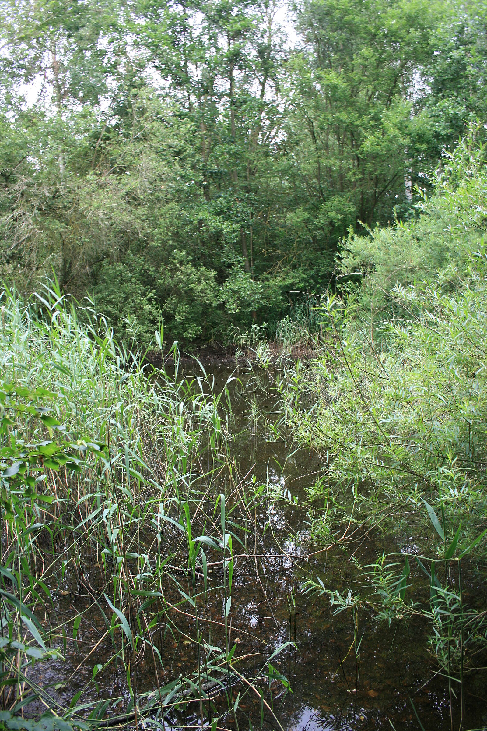 Der kleine Weiher in Reutles