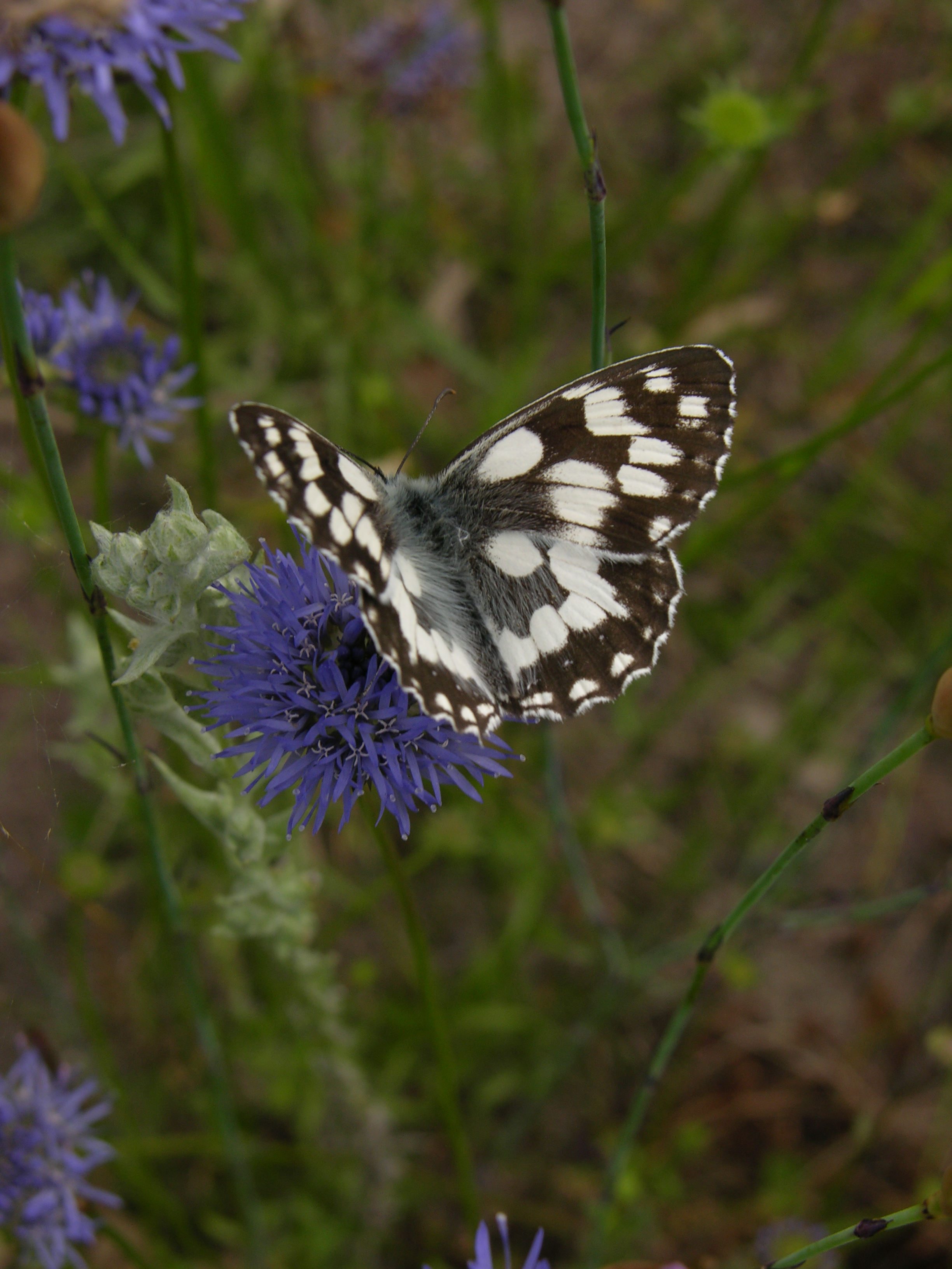 Schachbrettfalter (Melanargia galathea)