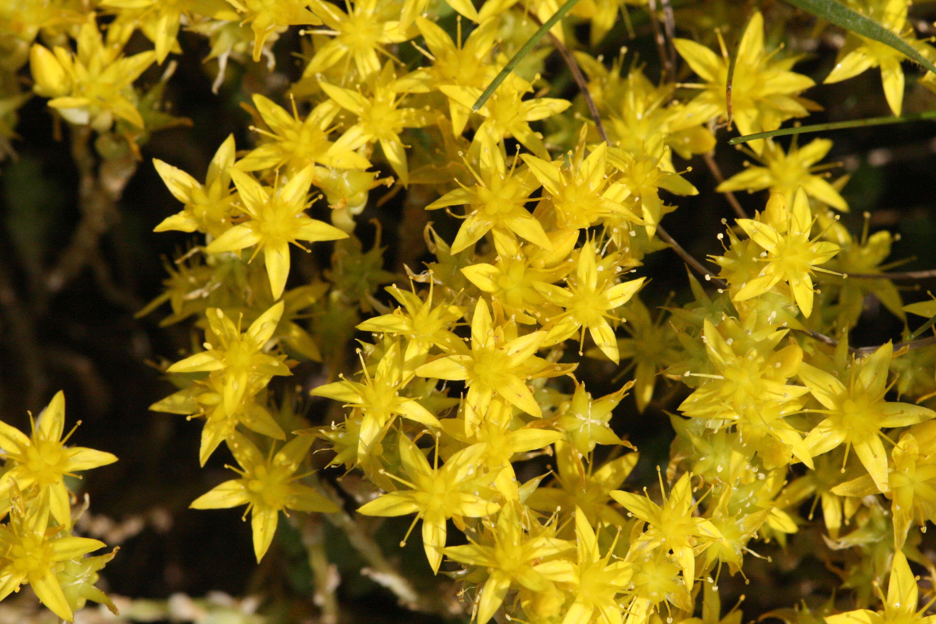 Scharfer Mauerpfeffer (Sedum acre)