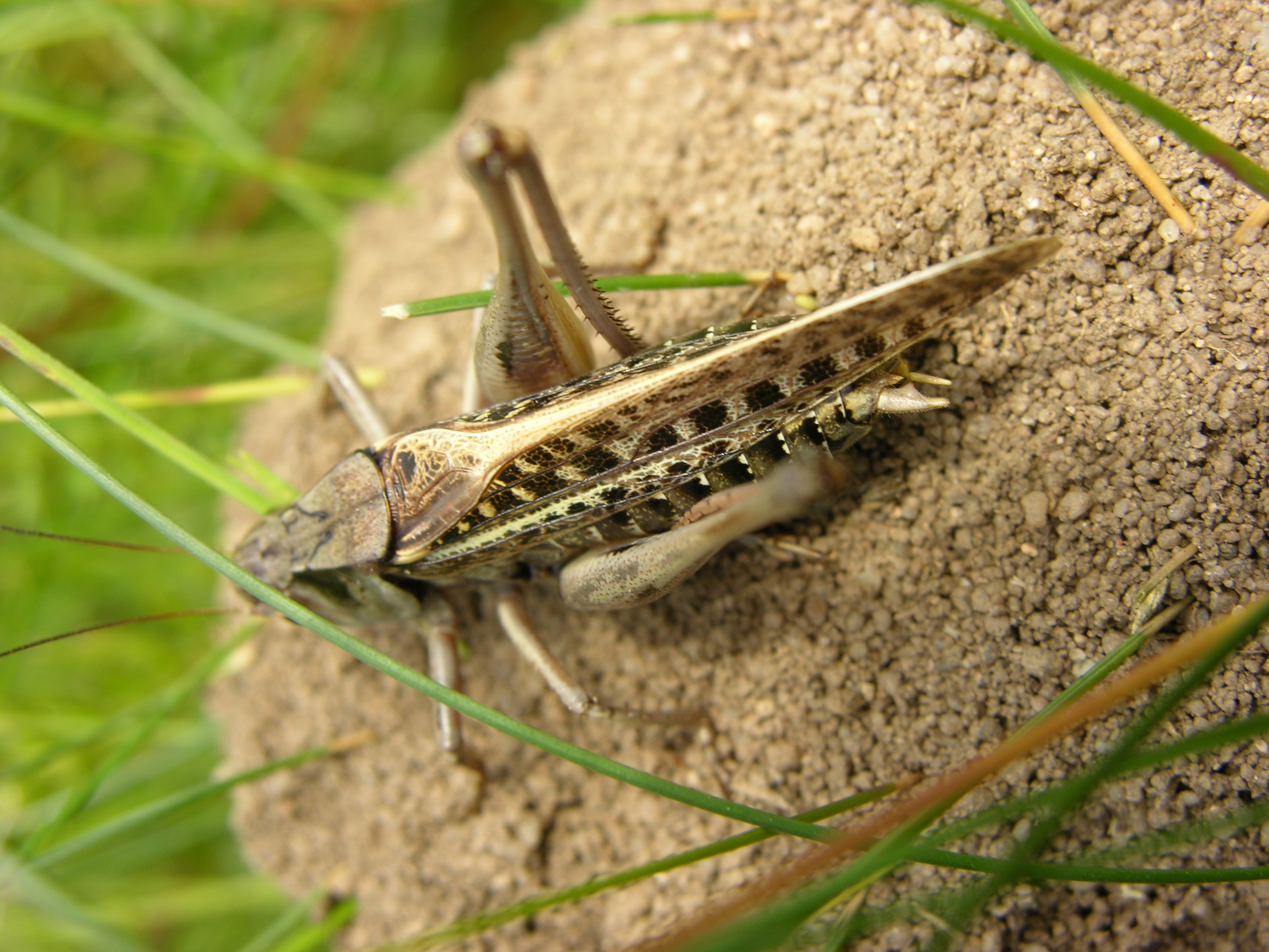 Warzenbeißer (Decticus verrucivorus)