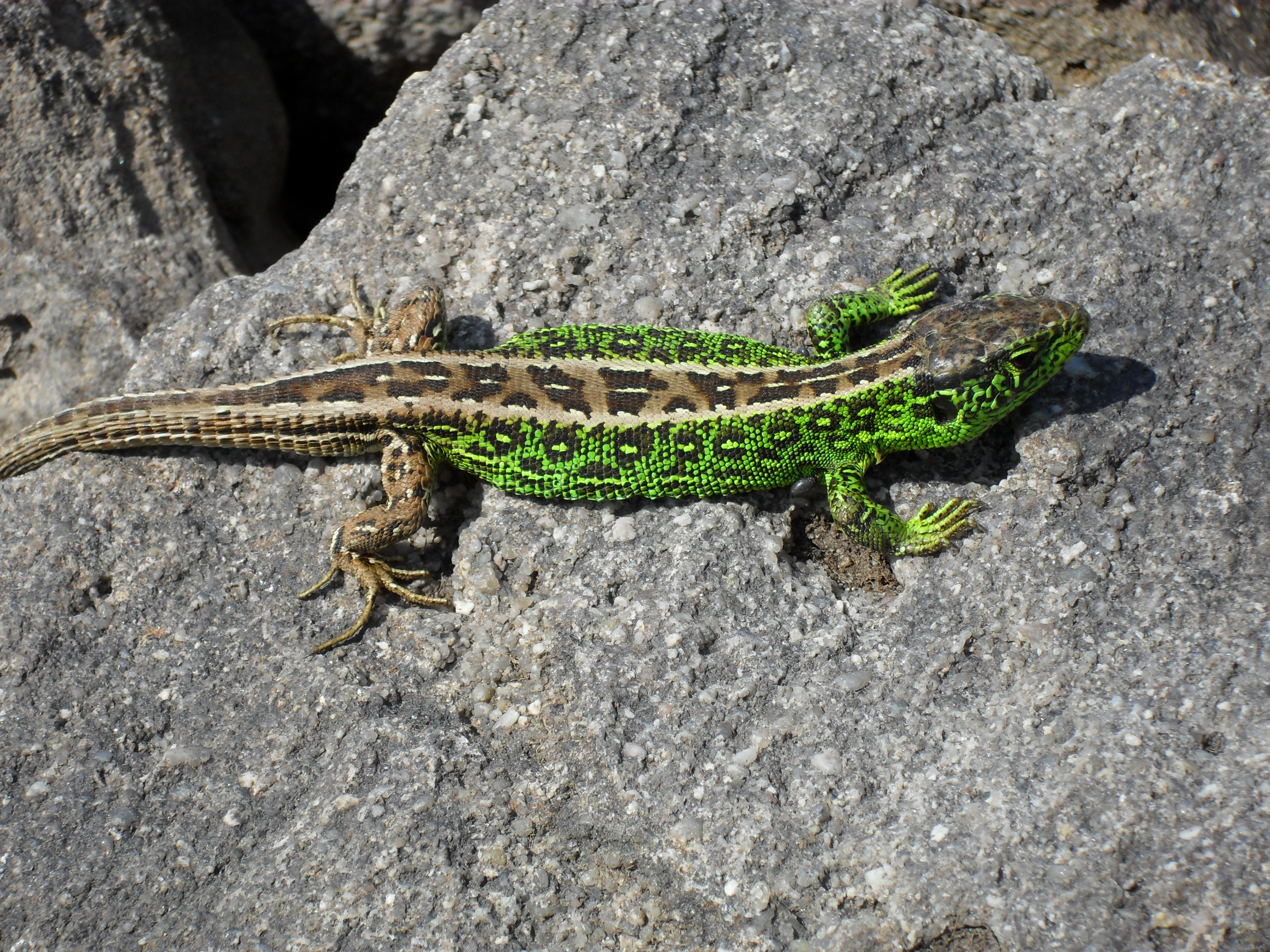 Zauneidechse (Lacerta agilis)