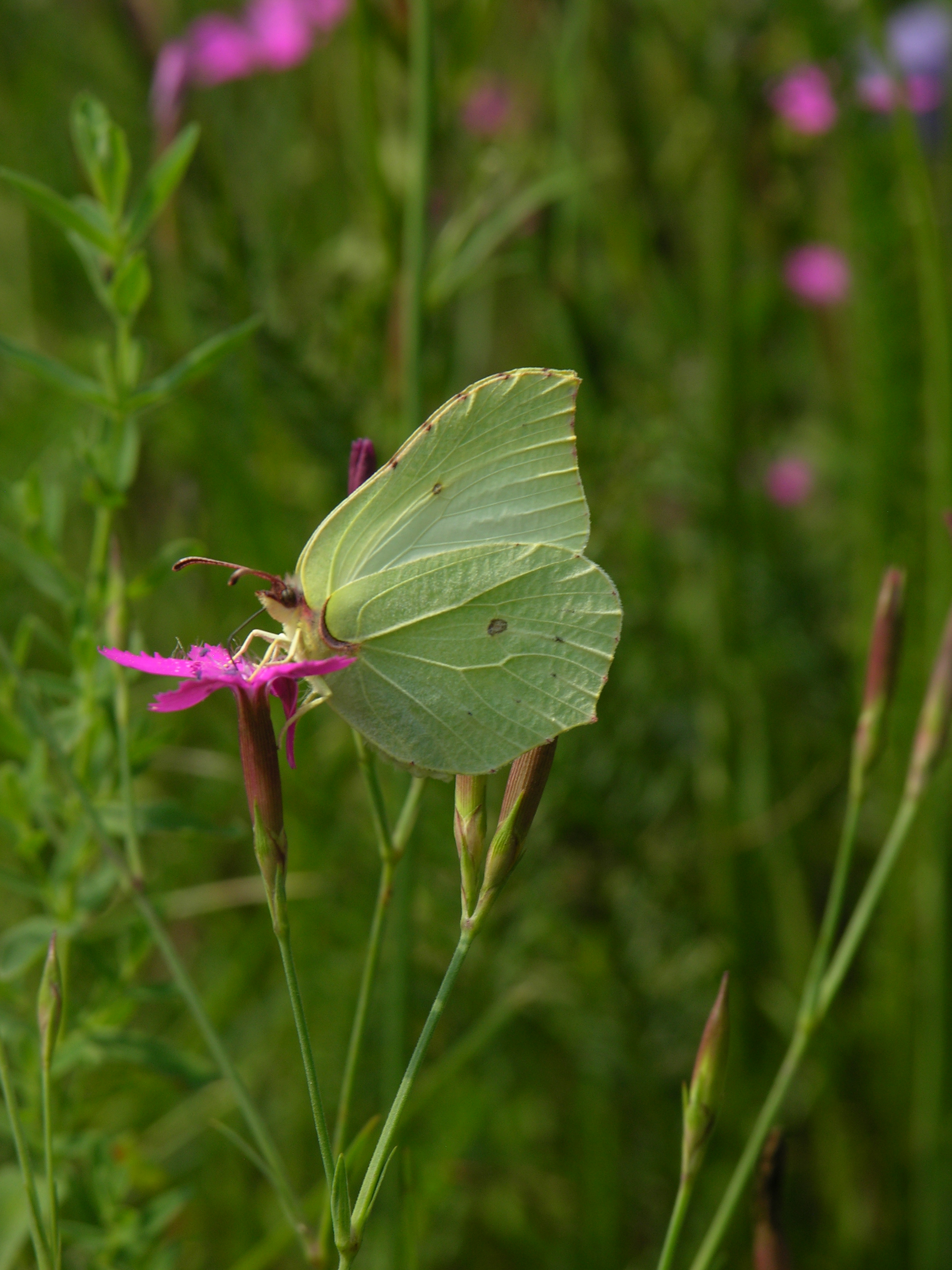 Zitronenfalter (Gonepteryx rhamni)