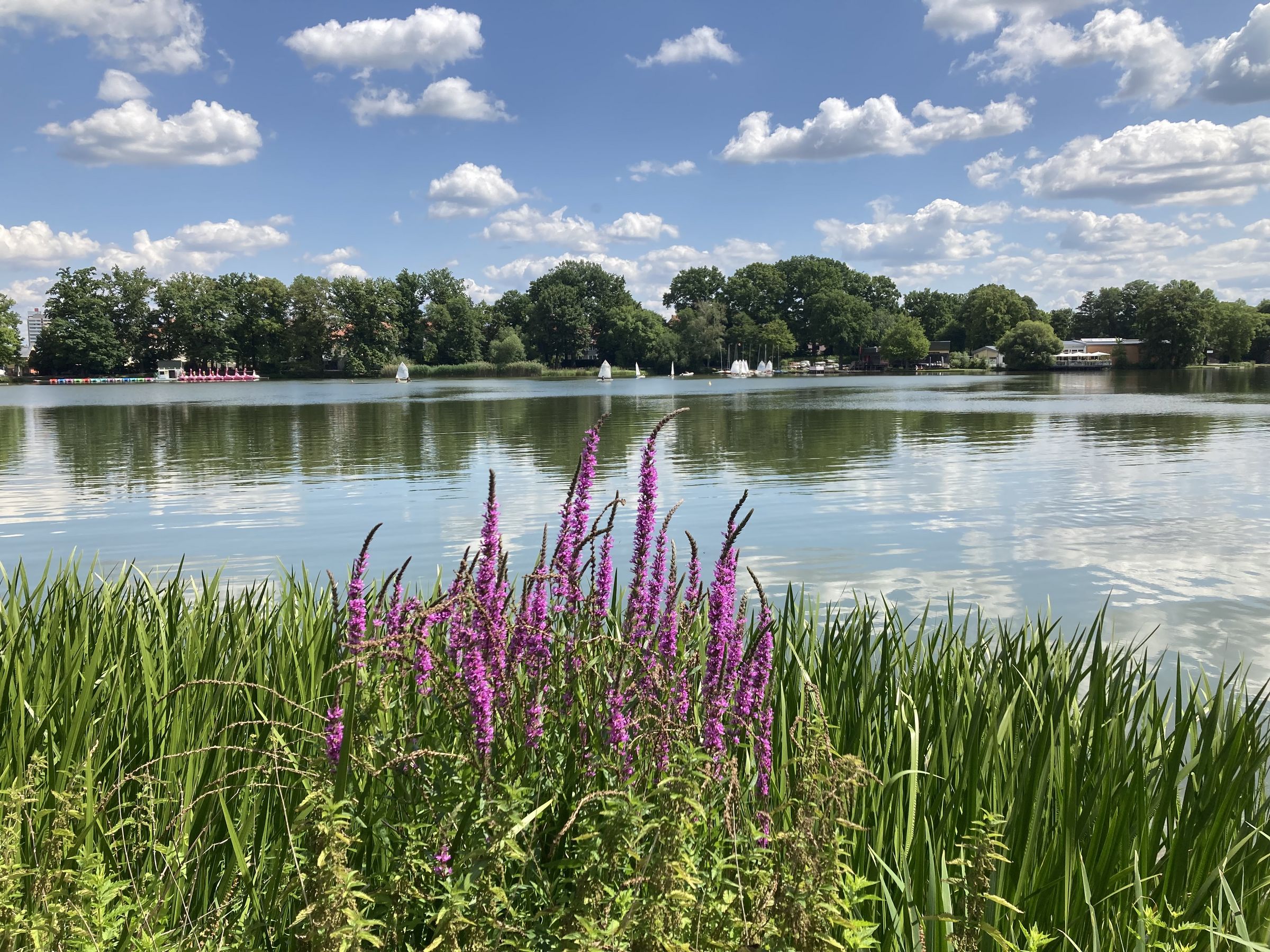 Blutweiderich am Dutzendteich