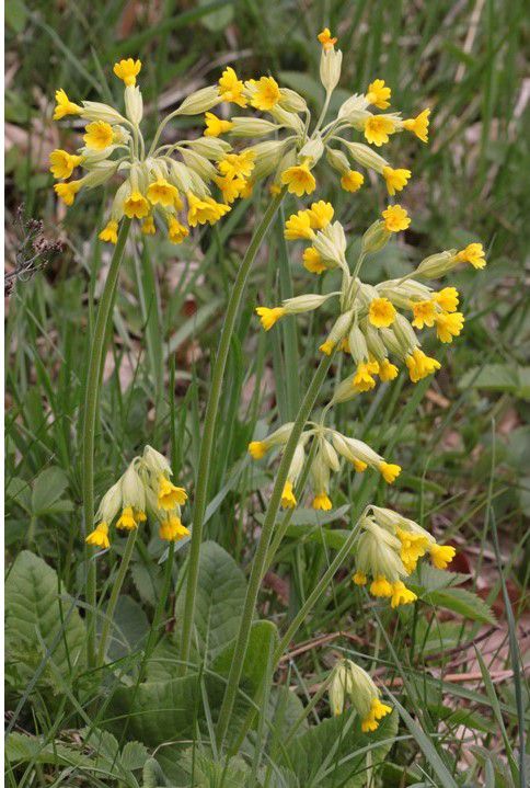 Frühlingsschlüsselblume