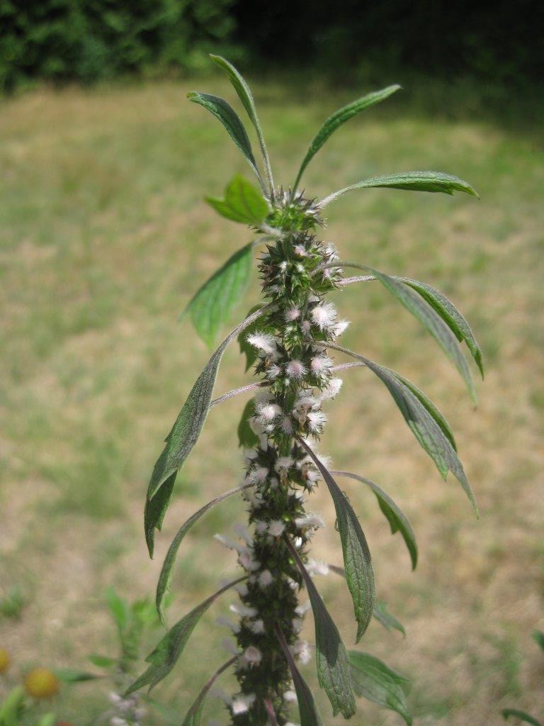 Herzgespann Herzgespann