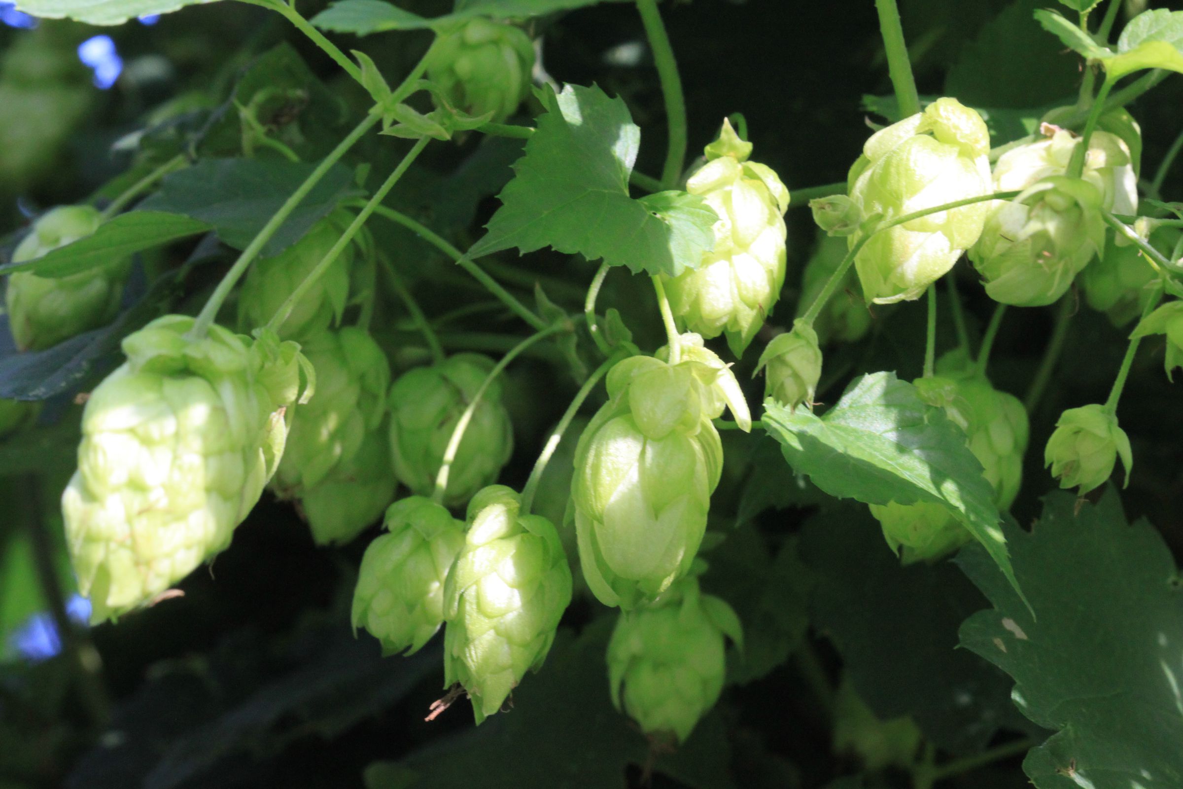 Hopfen