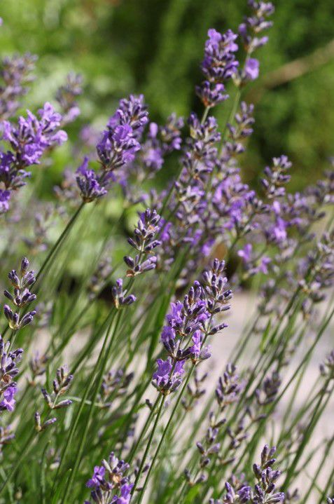 Lavendel