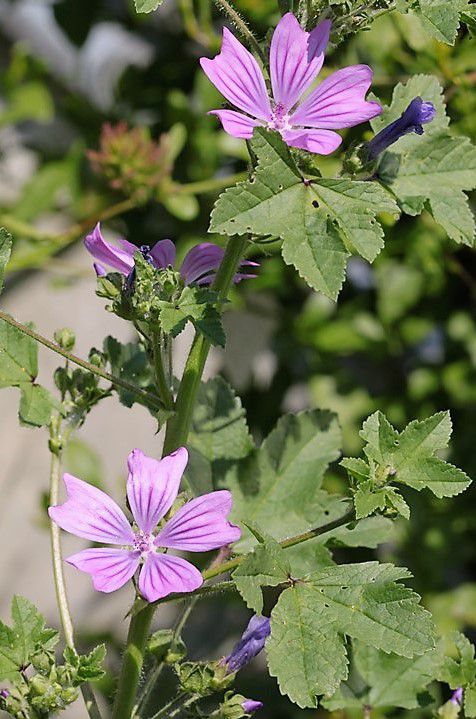 Wilde Malve